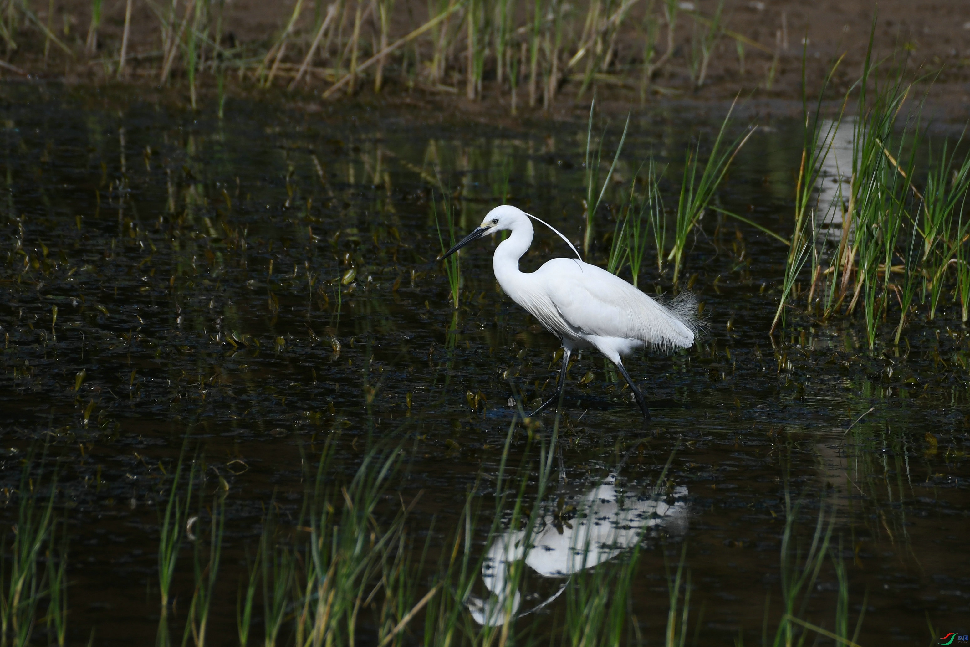 DSC_0980.JPG