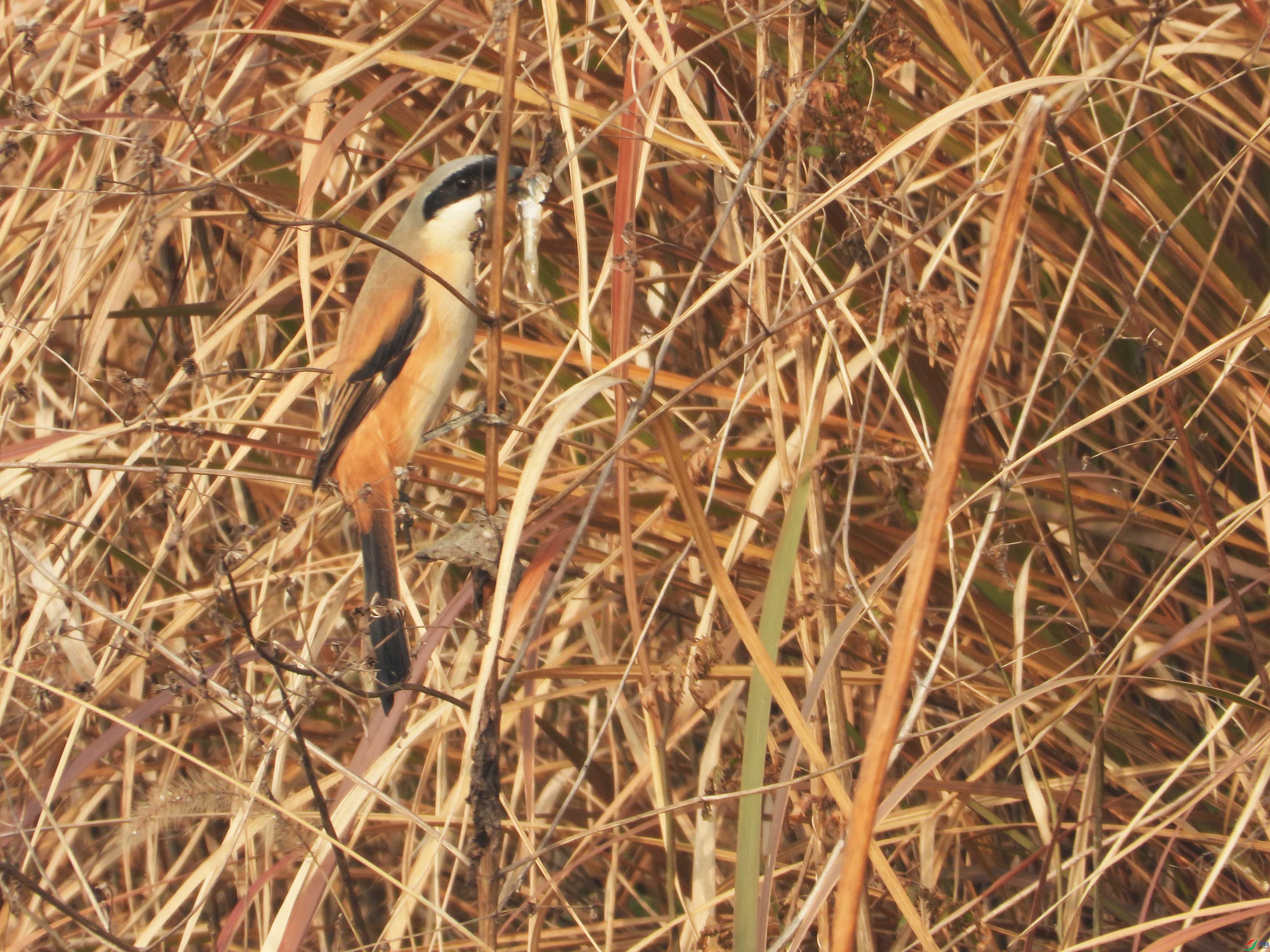 DSCN7879.jpg