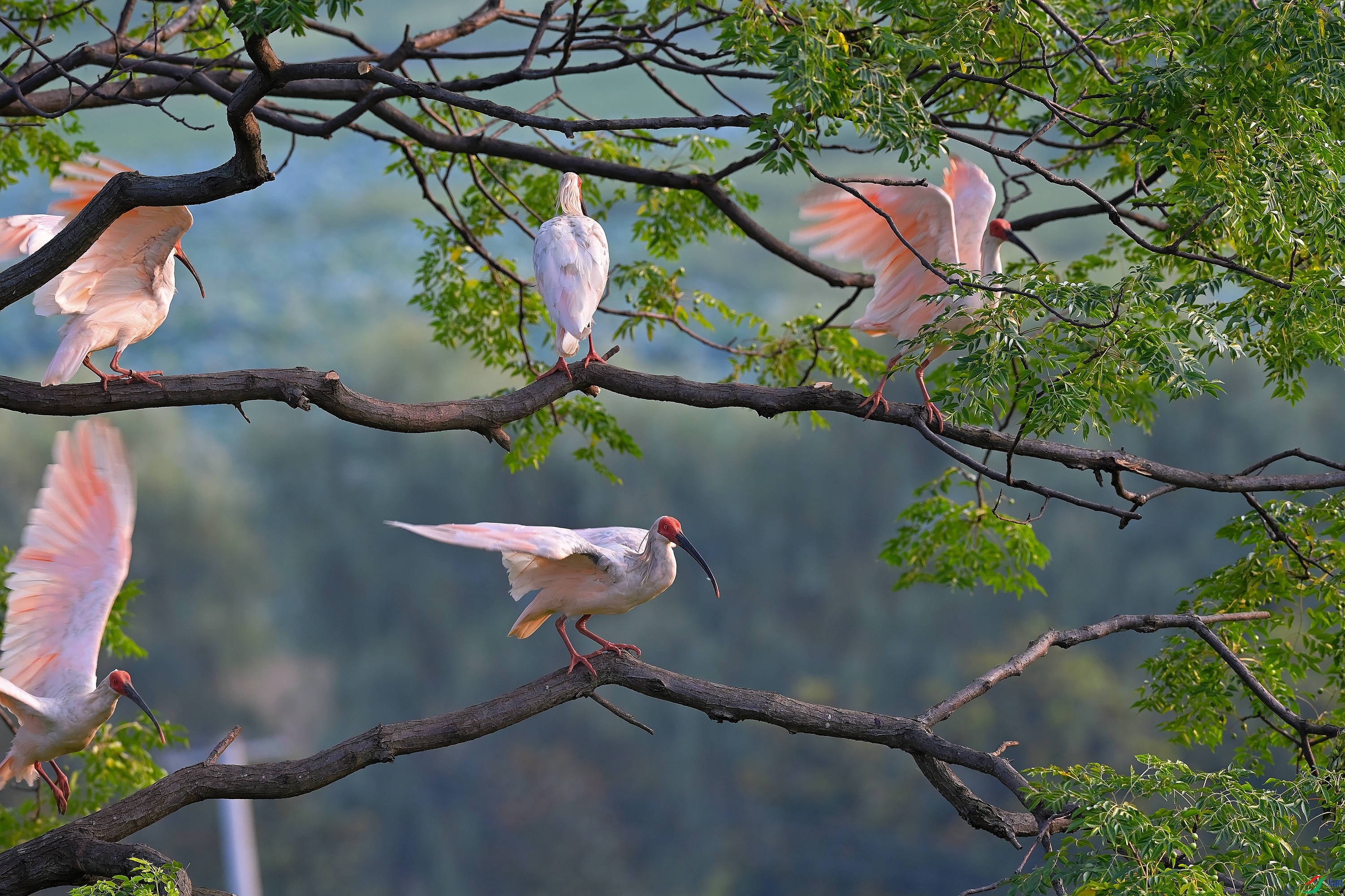 DSC_2336_����.jpg