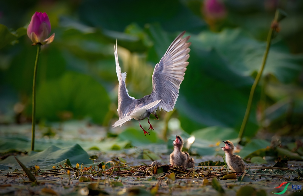 �鳲.jpg