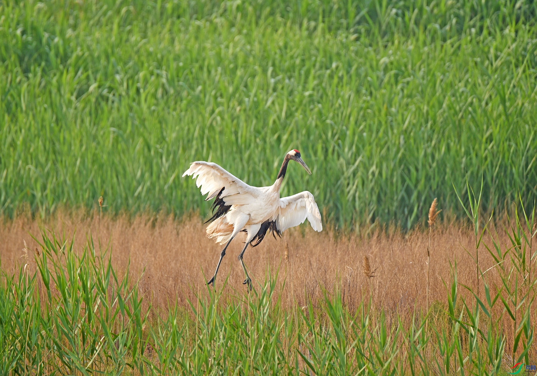DSC_9548��Ų.jpg