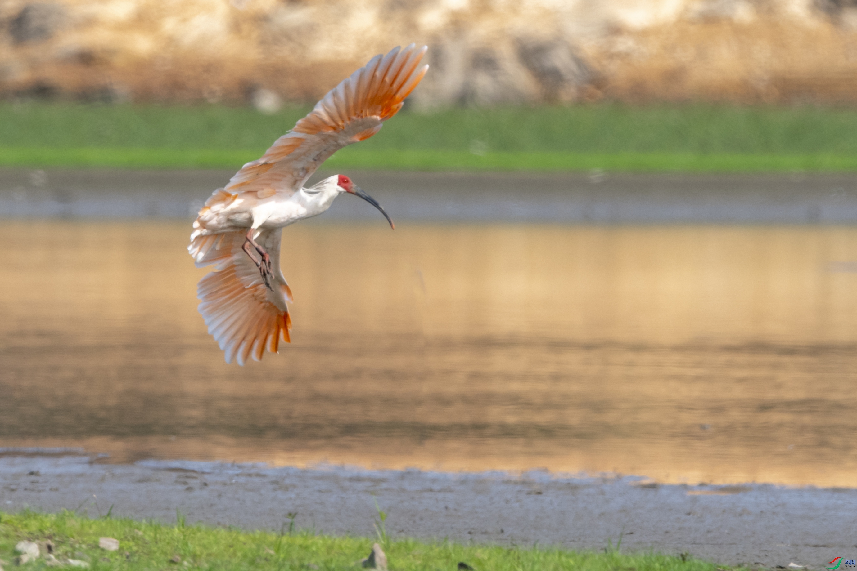 3462 ��������.jpg