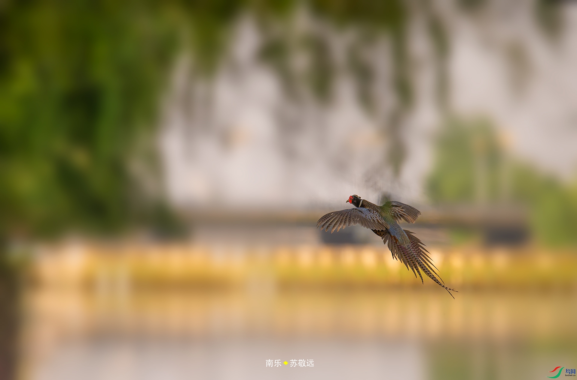 _AAA3169С.jpg