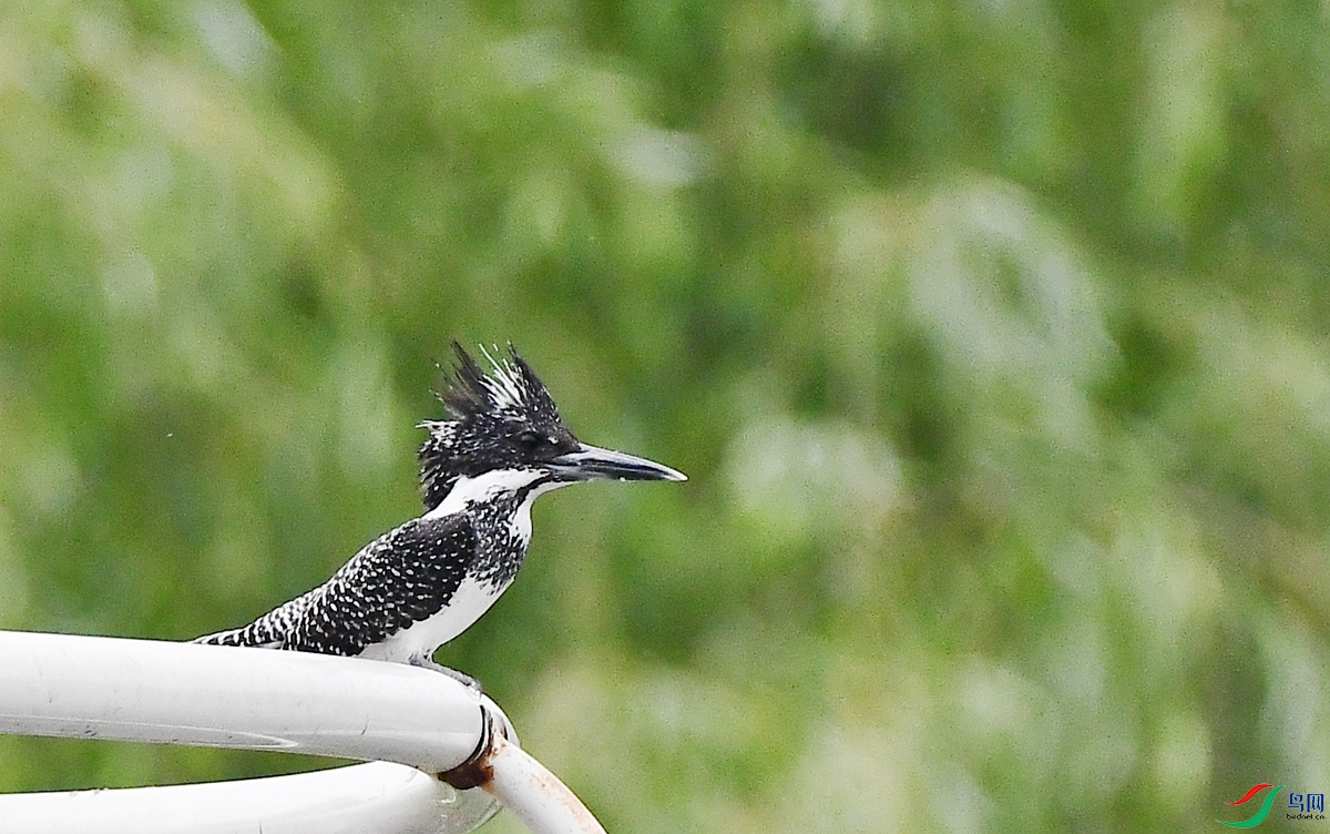DSC_1712.JPG
