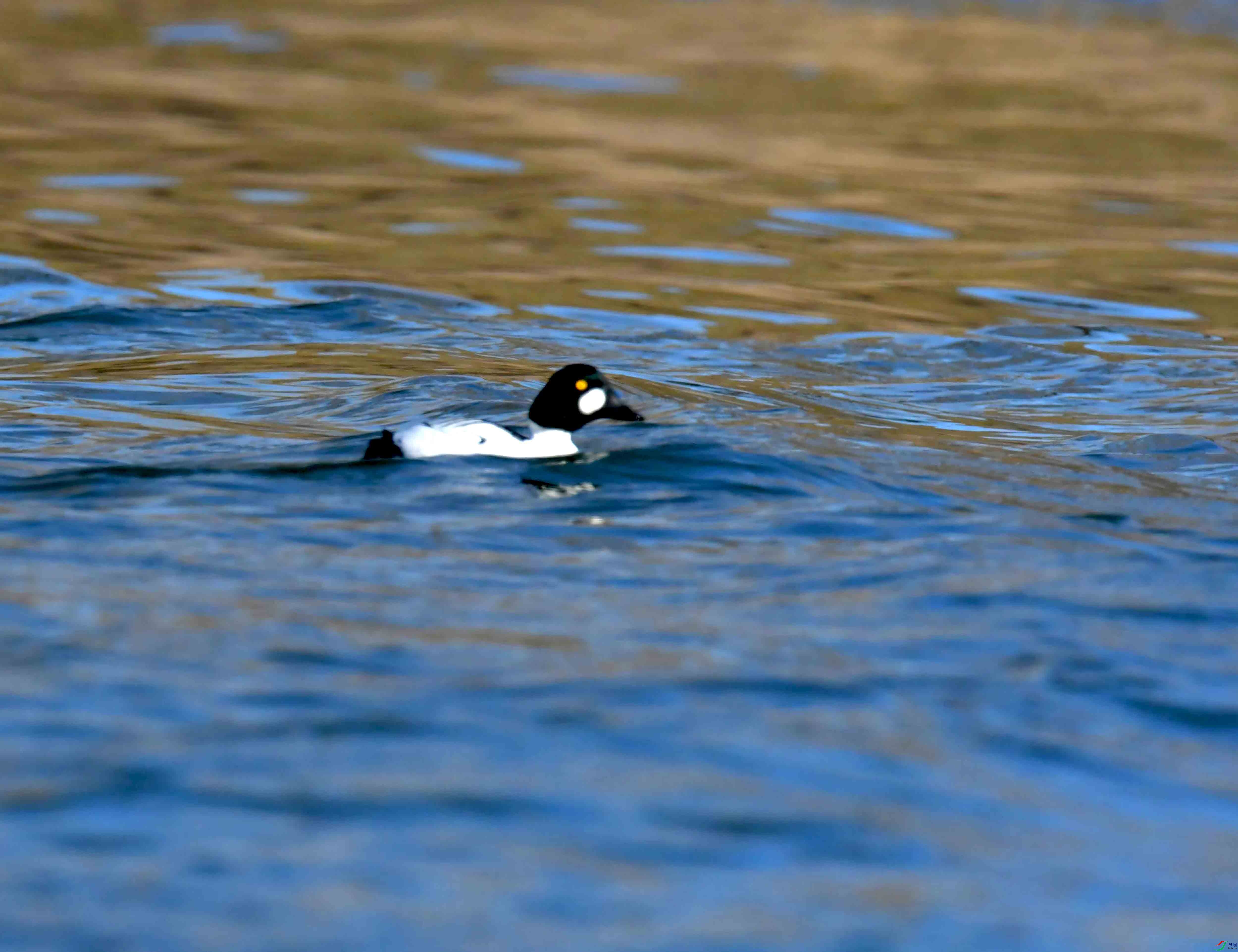 DSC_0350.JPG