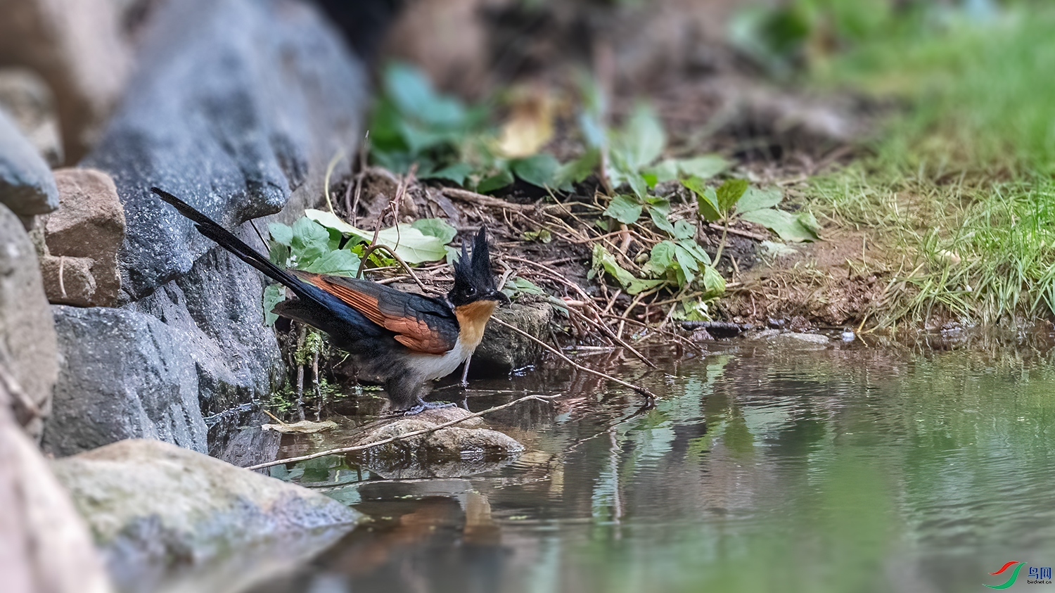 DSC_2520-2.jpg