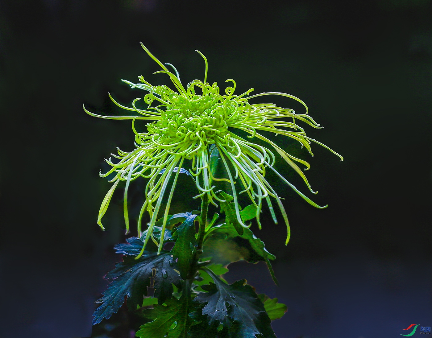 000002U9A0125 �����̴���� 1000k.jpg