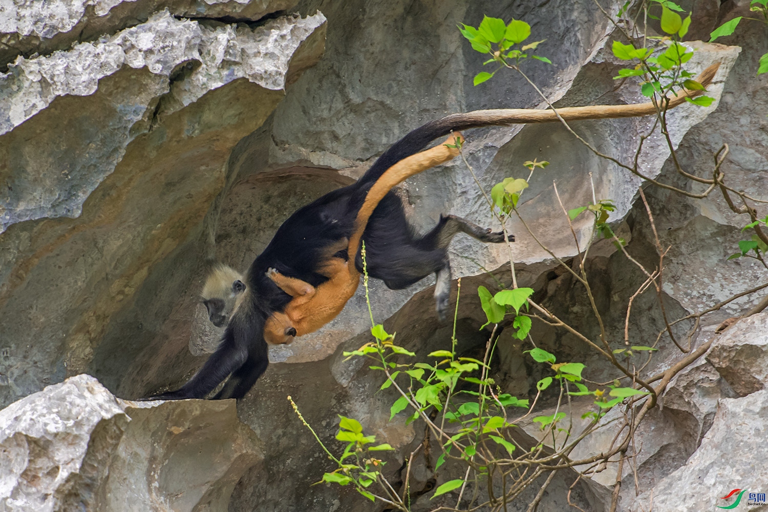 �����߱�