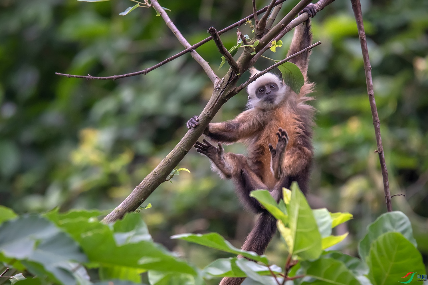 ������в�������ɻ�ɫ