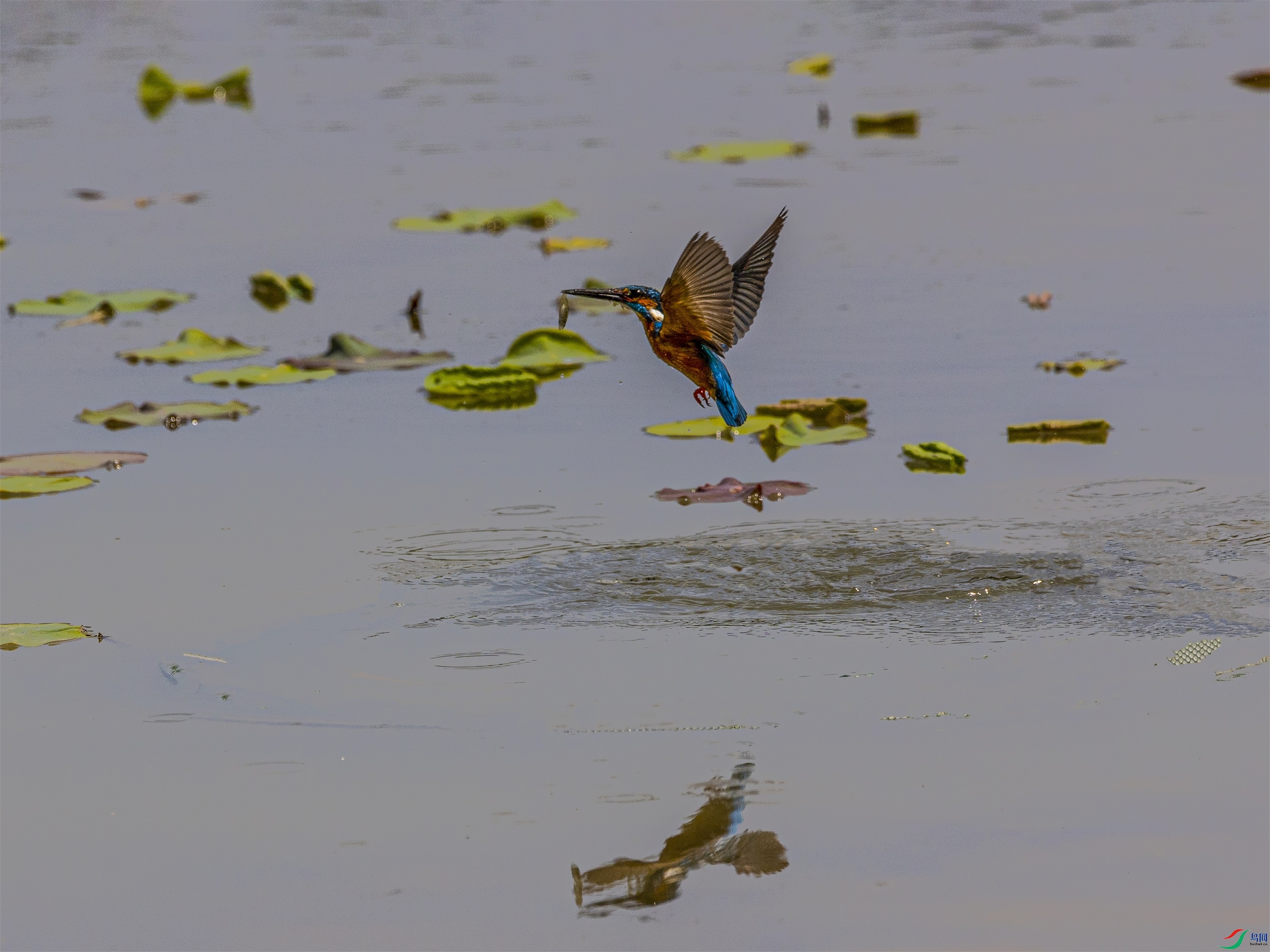 1K3A0436 ����1.jpg