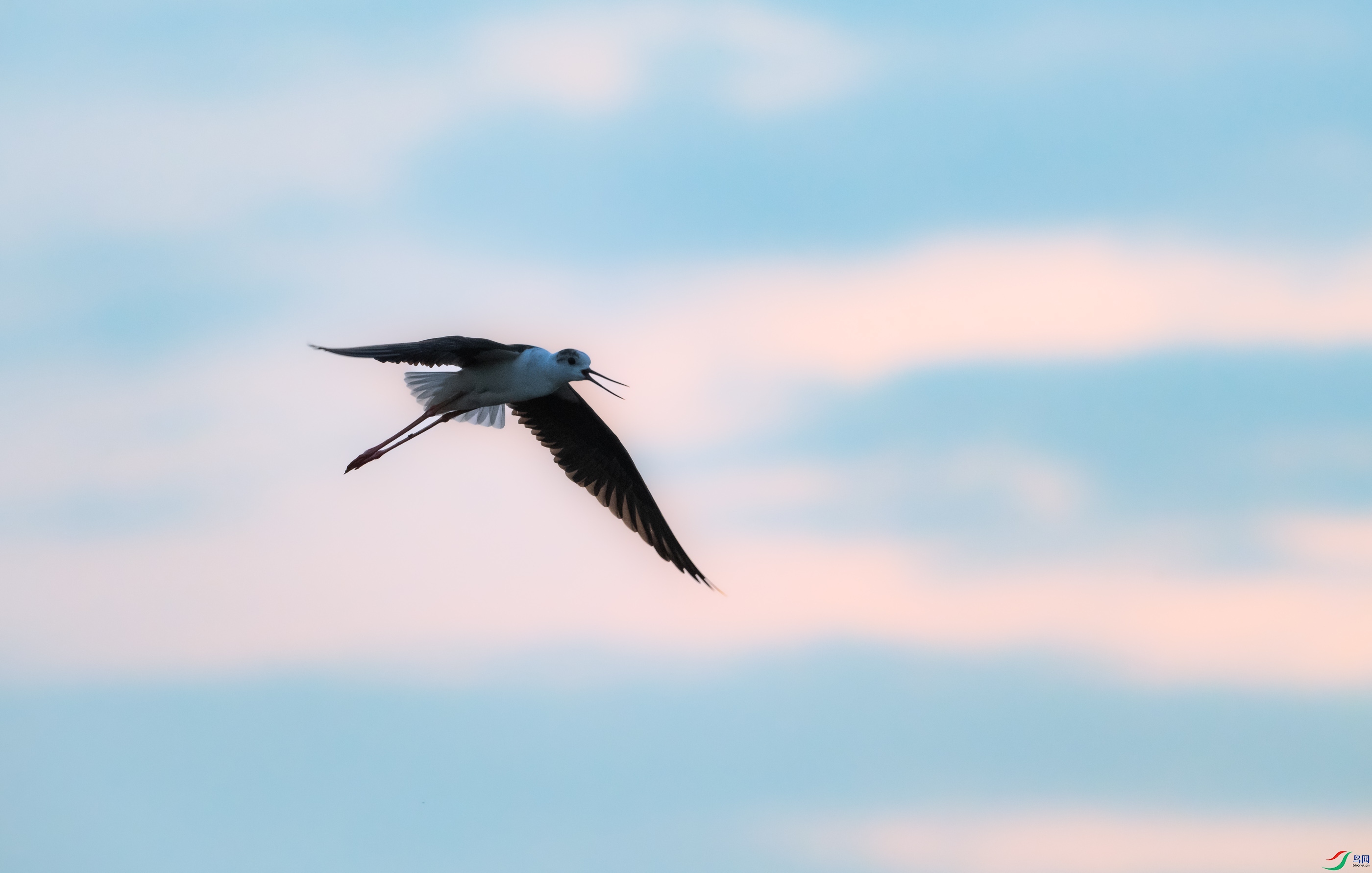 �ڳ᳤����