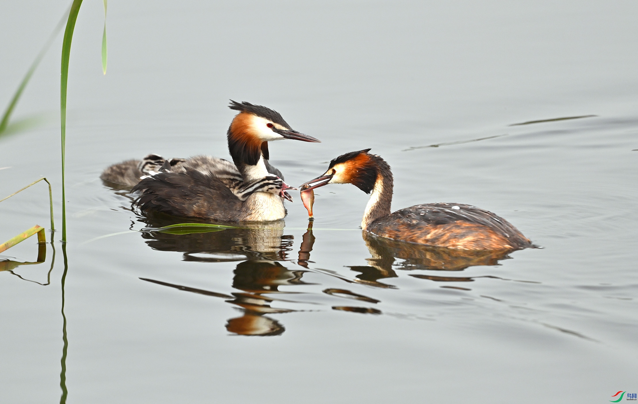 ���ڸ���-��ͷ      PT8173AM.jpg