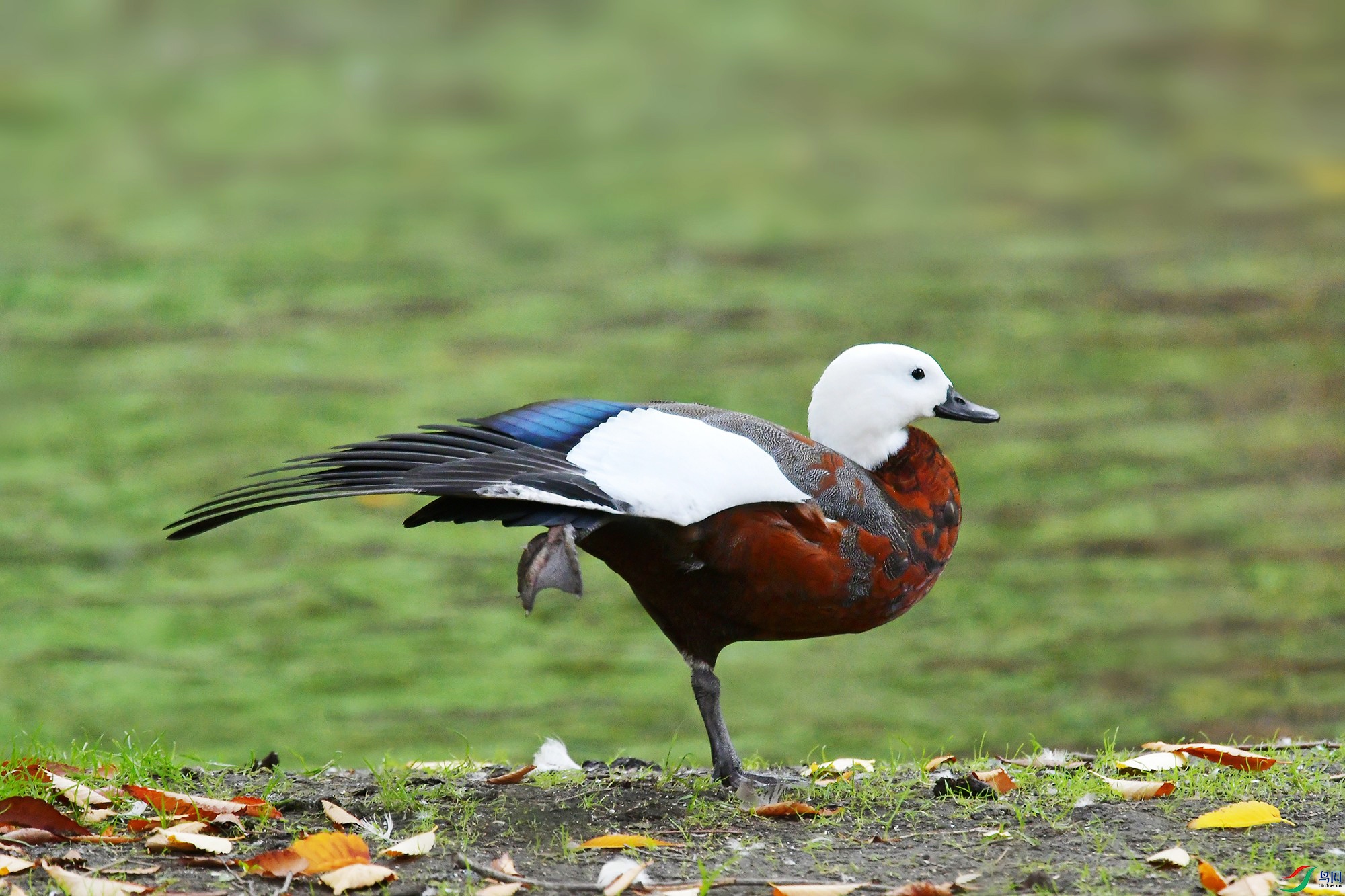 DSC_3127 - ����_.jpg