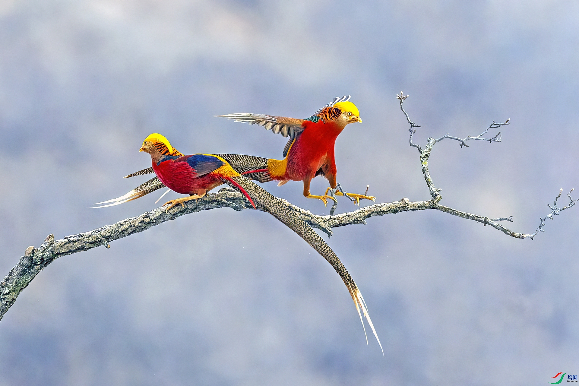 ��ɽ�츹����166-1.jpg