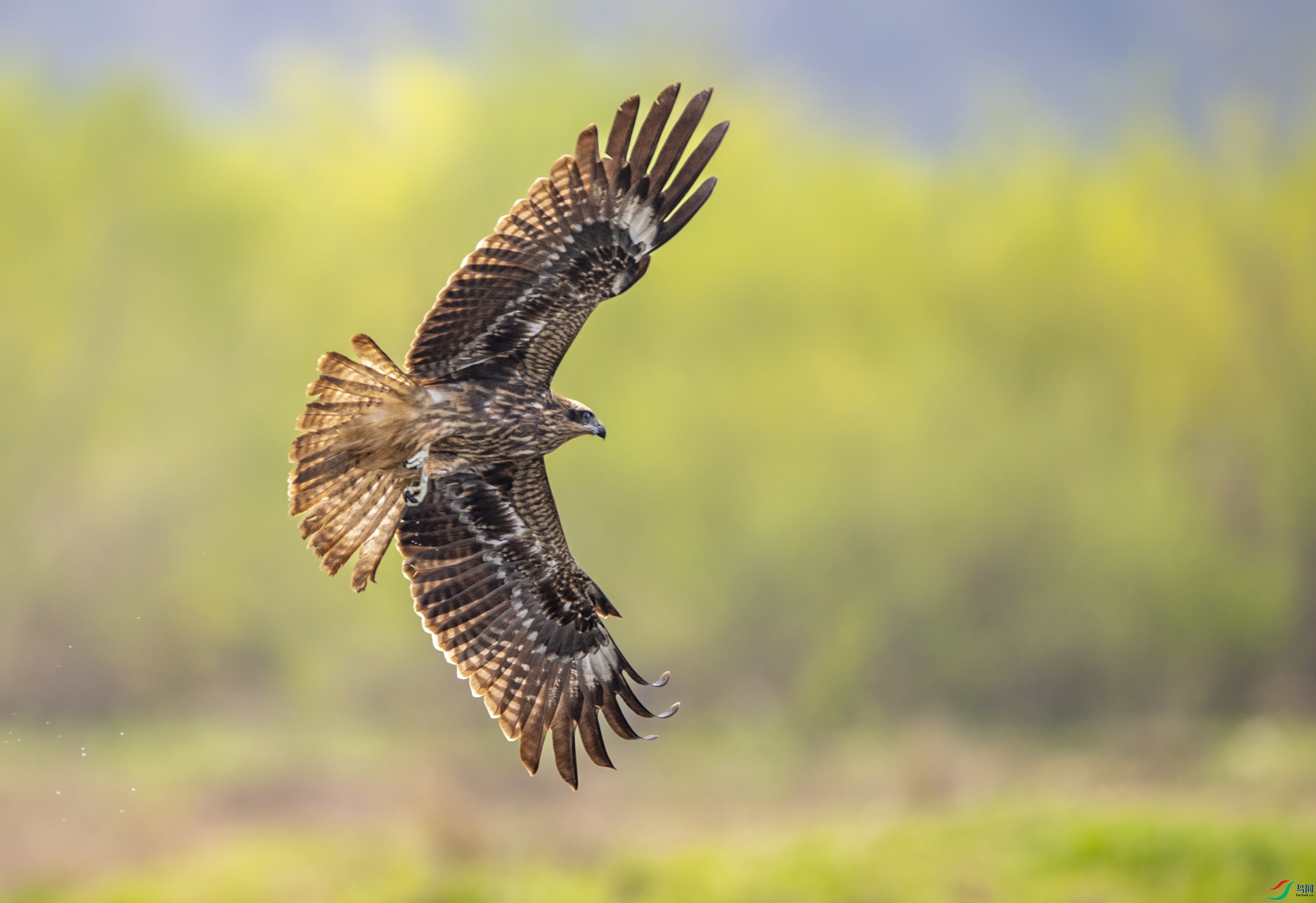 DSC_6697�ڶ��.JPG