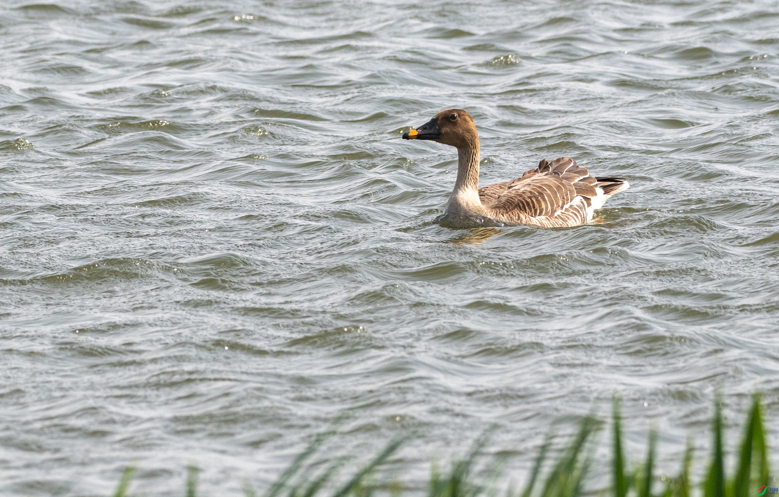 DSC_1338.jpg