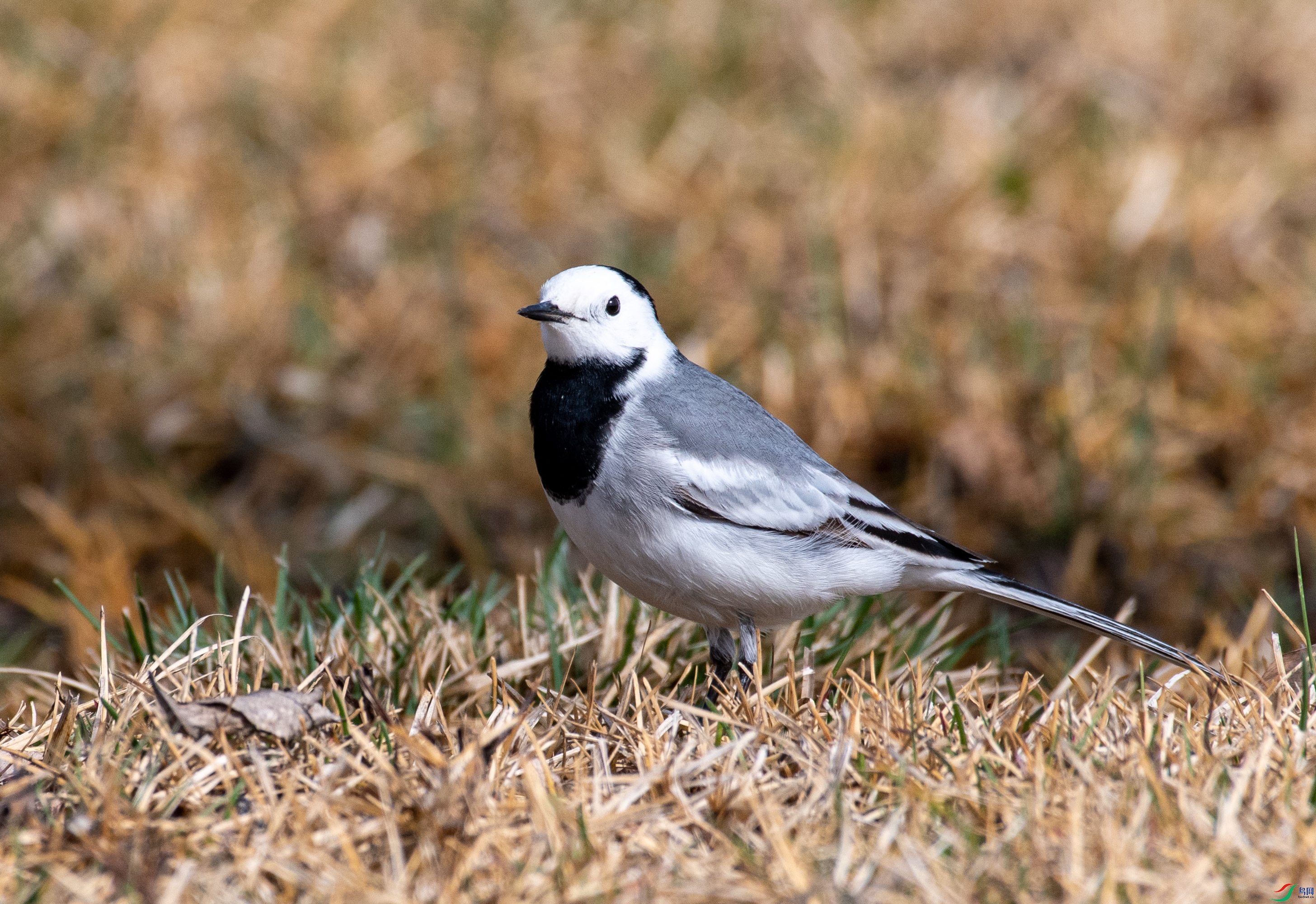 DSC_1458.jpg