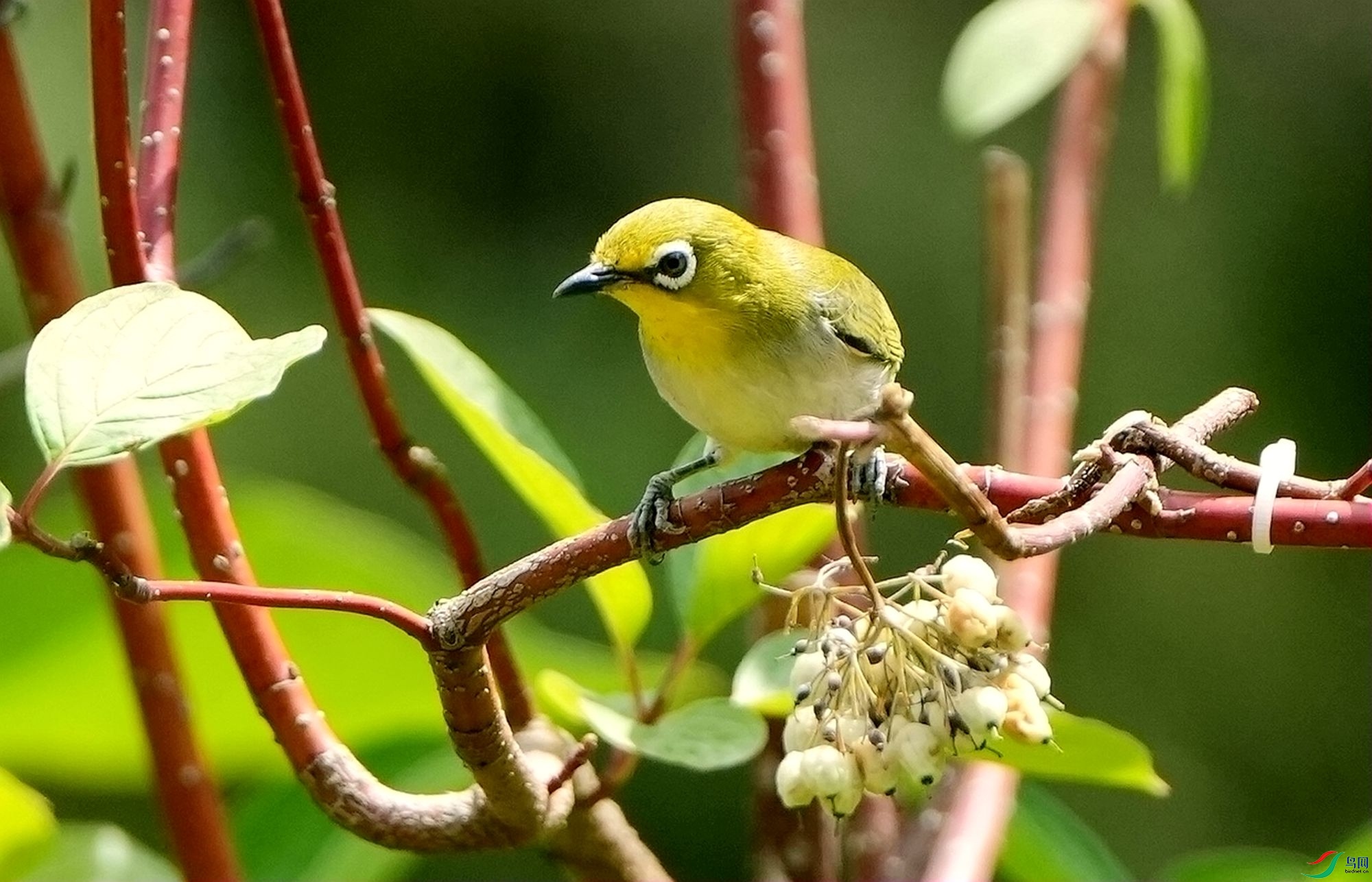 ֦ͷ����DSC06051_����.jpg