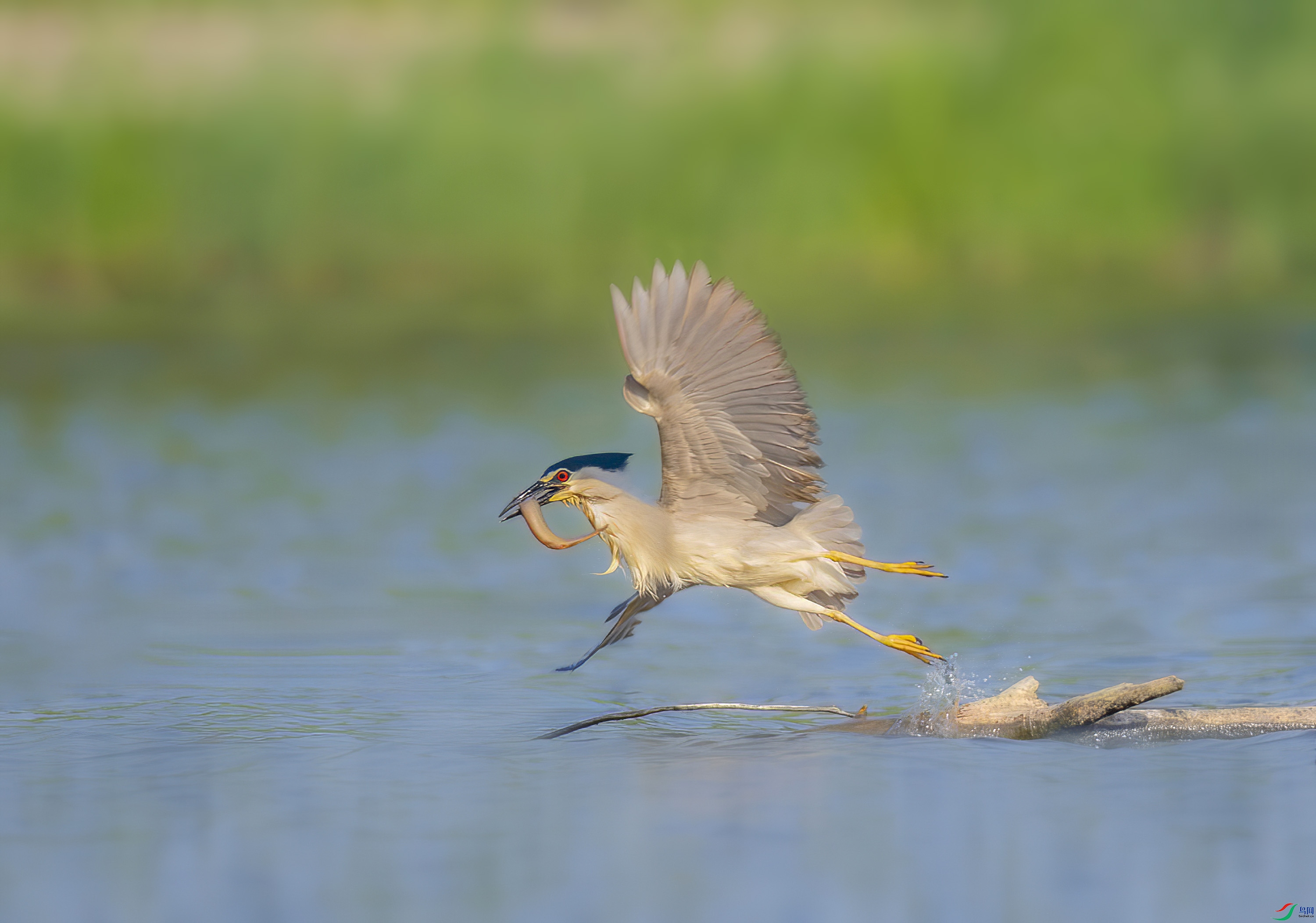 _JLN7595-����ǿ-NR ����OK.jpg