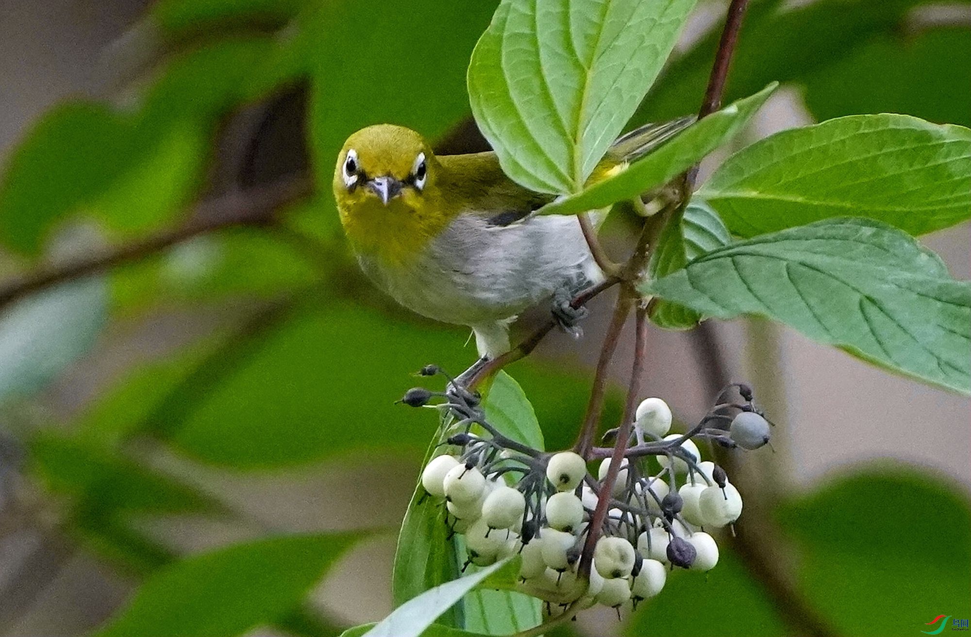 ���ߴ��DSC06079_����.jpg