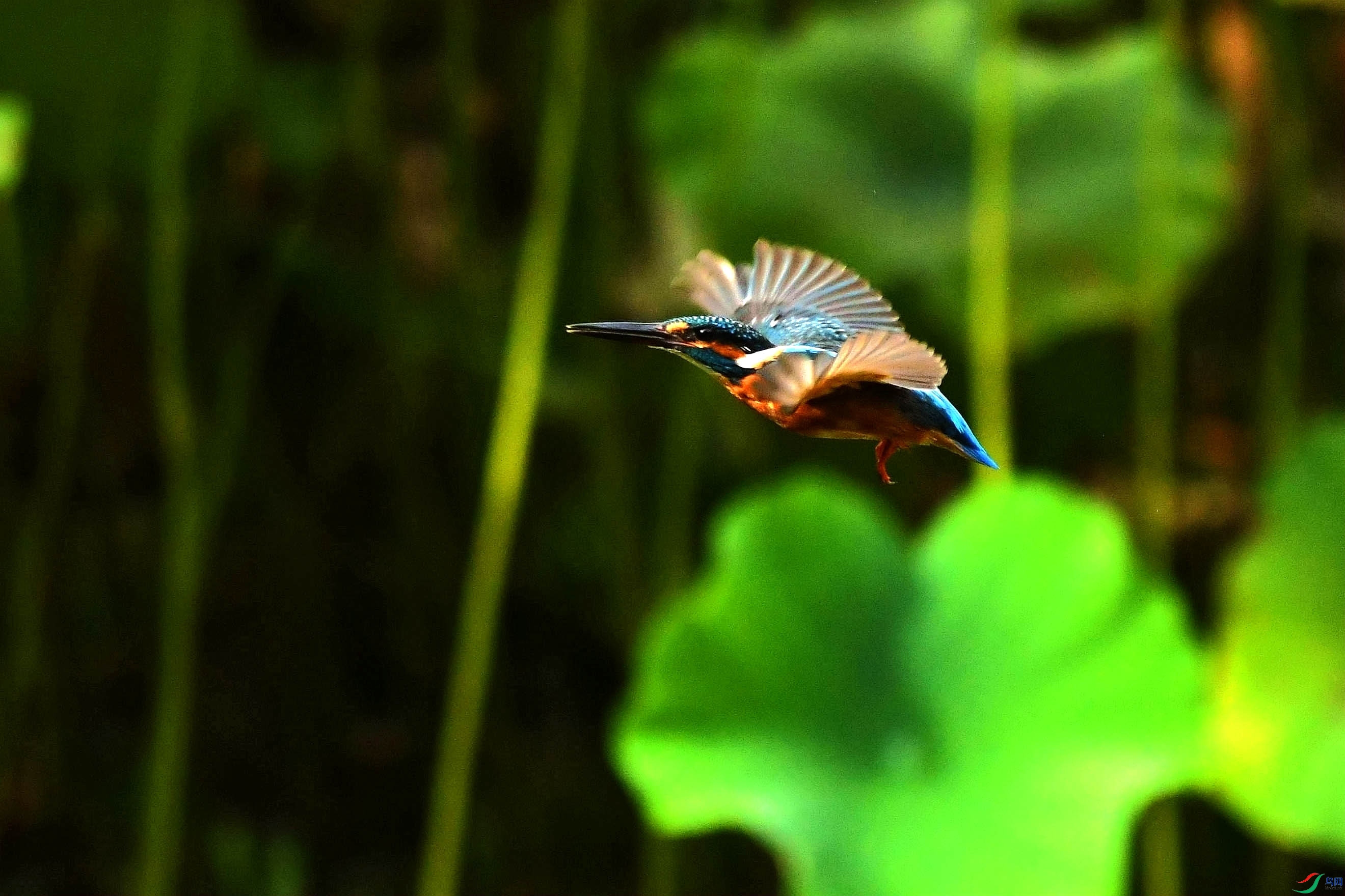 DSC_7697_����.jpg