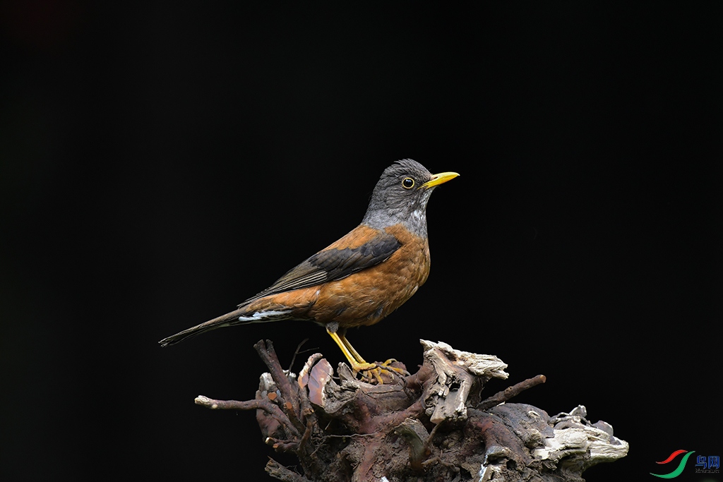 DSC_5048 - ����.JPG