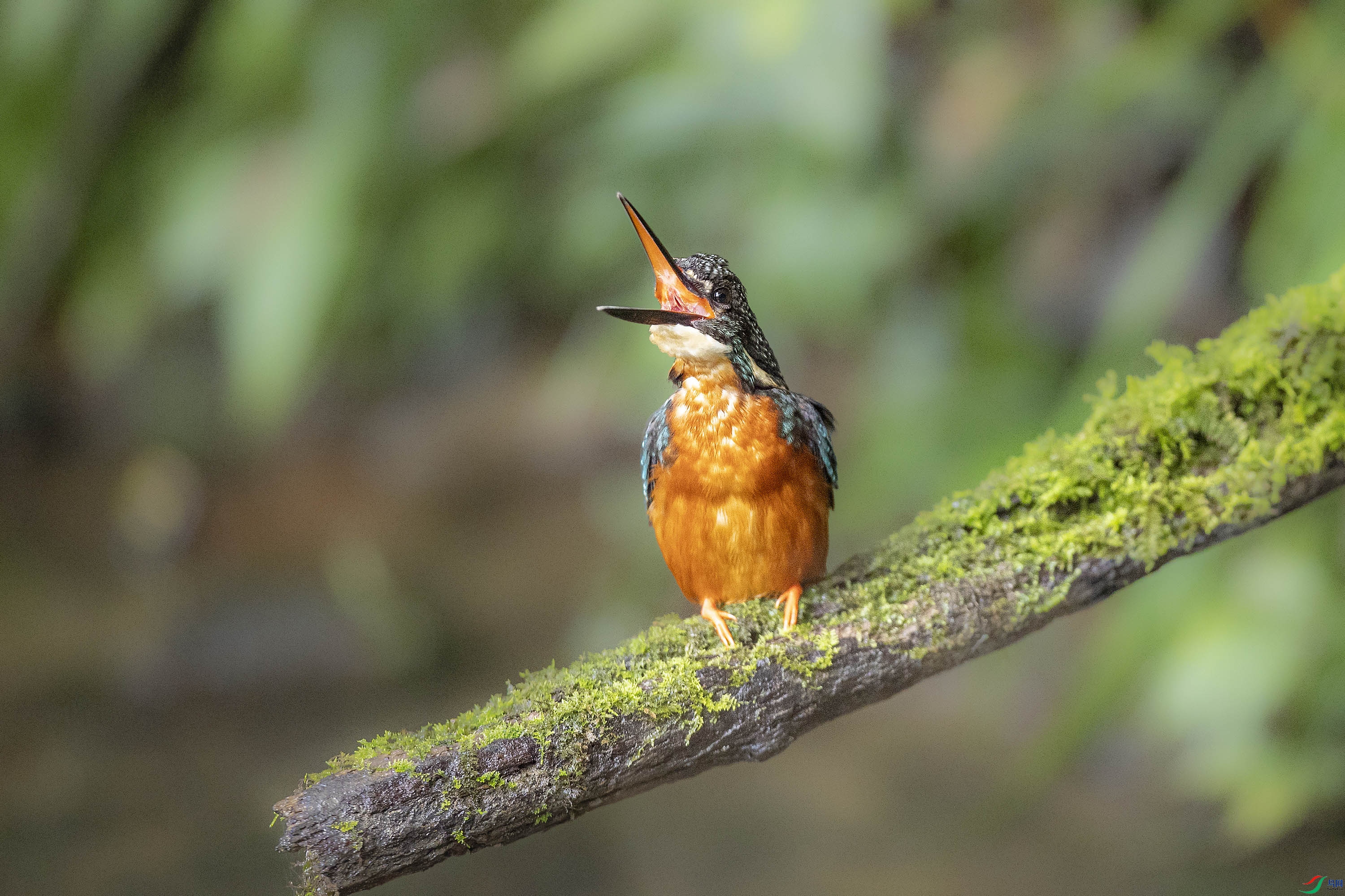 AB8I0062 ����.jpg