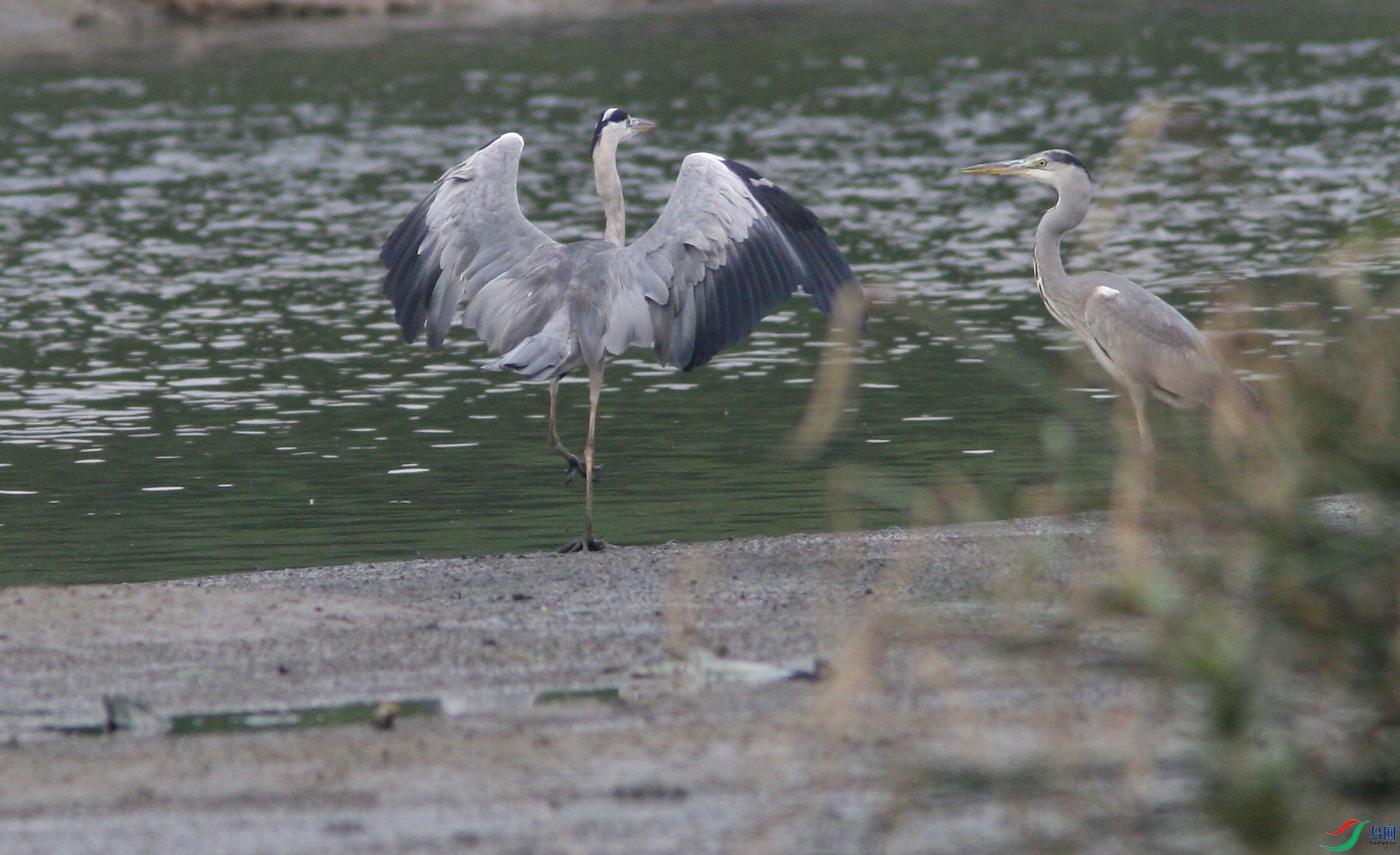 HongkongNov06 1032zt.JPG