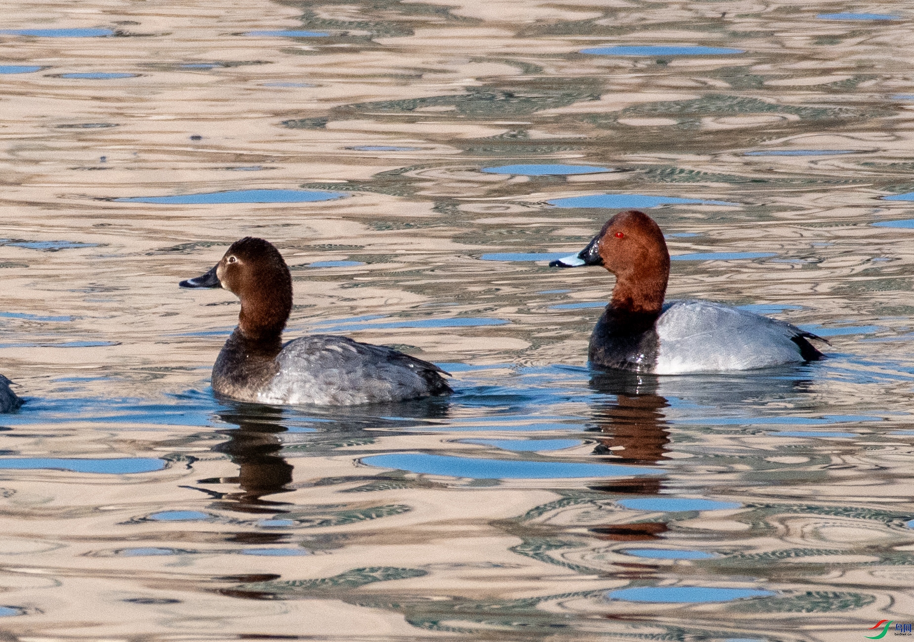DSC_6045.jpg