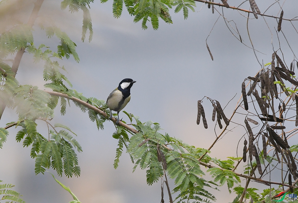 DSC_4871.JPG