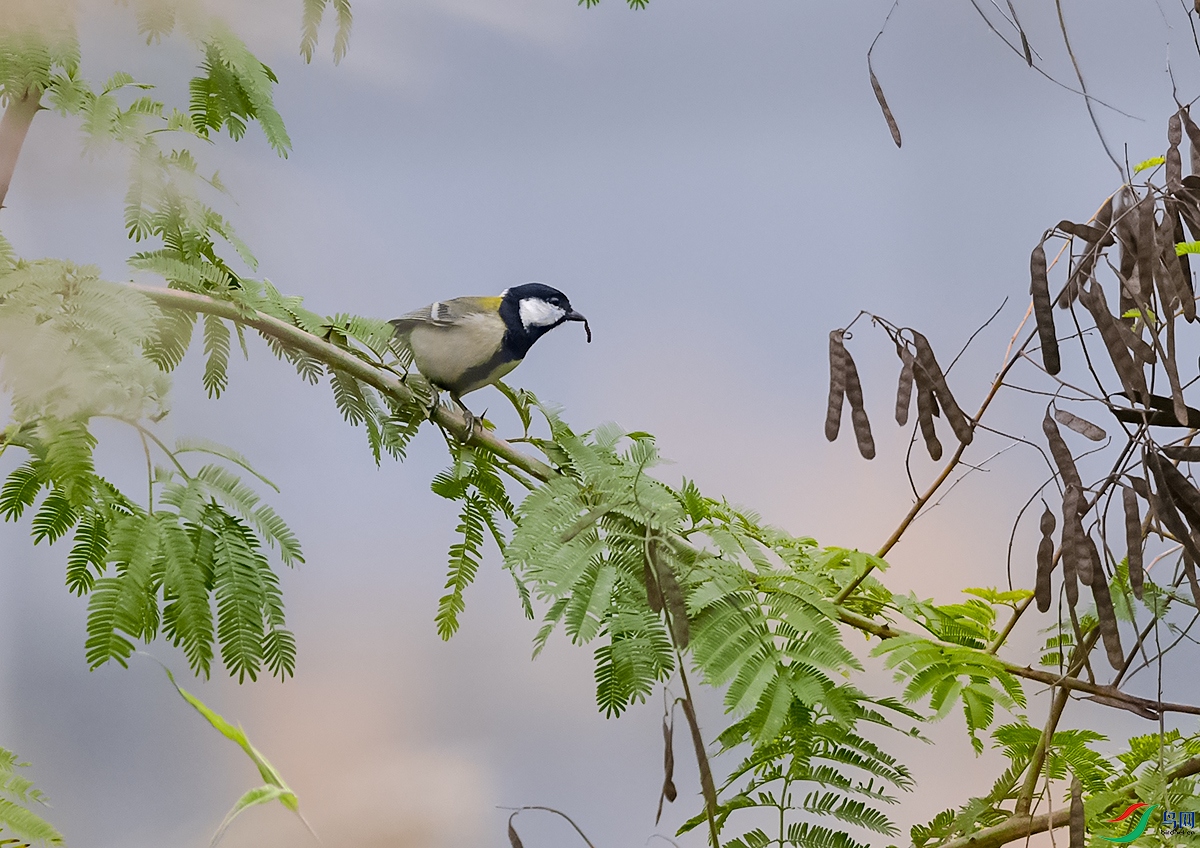 DSC_4875.JPG