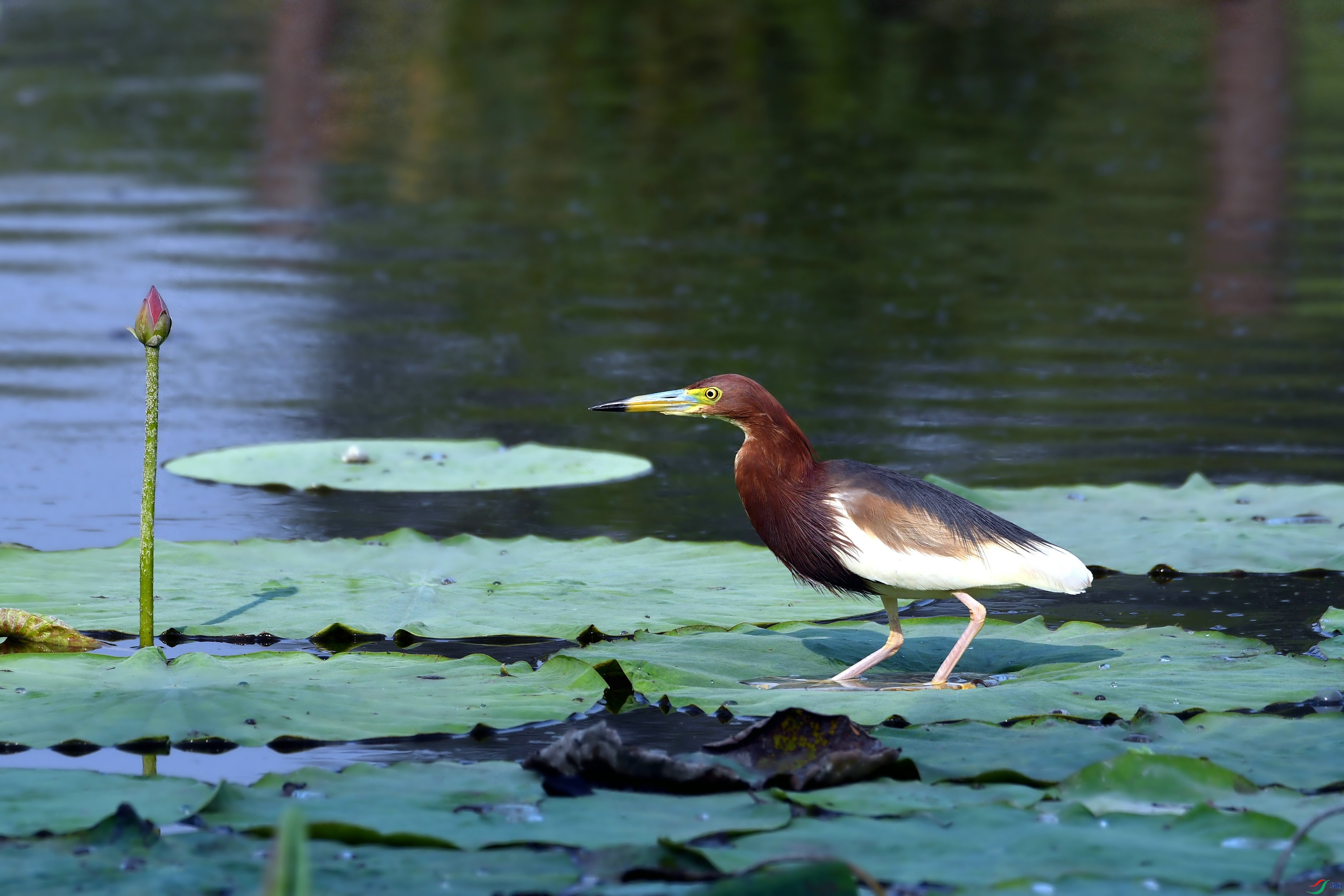 DSC_1882.JPG
