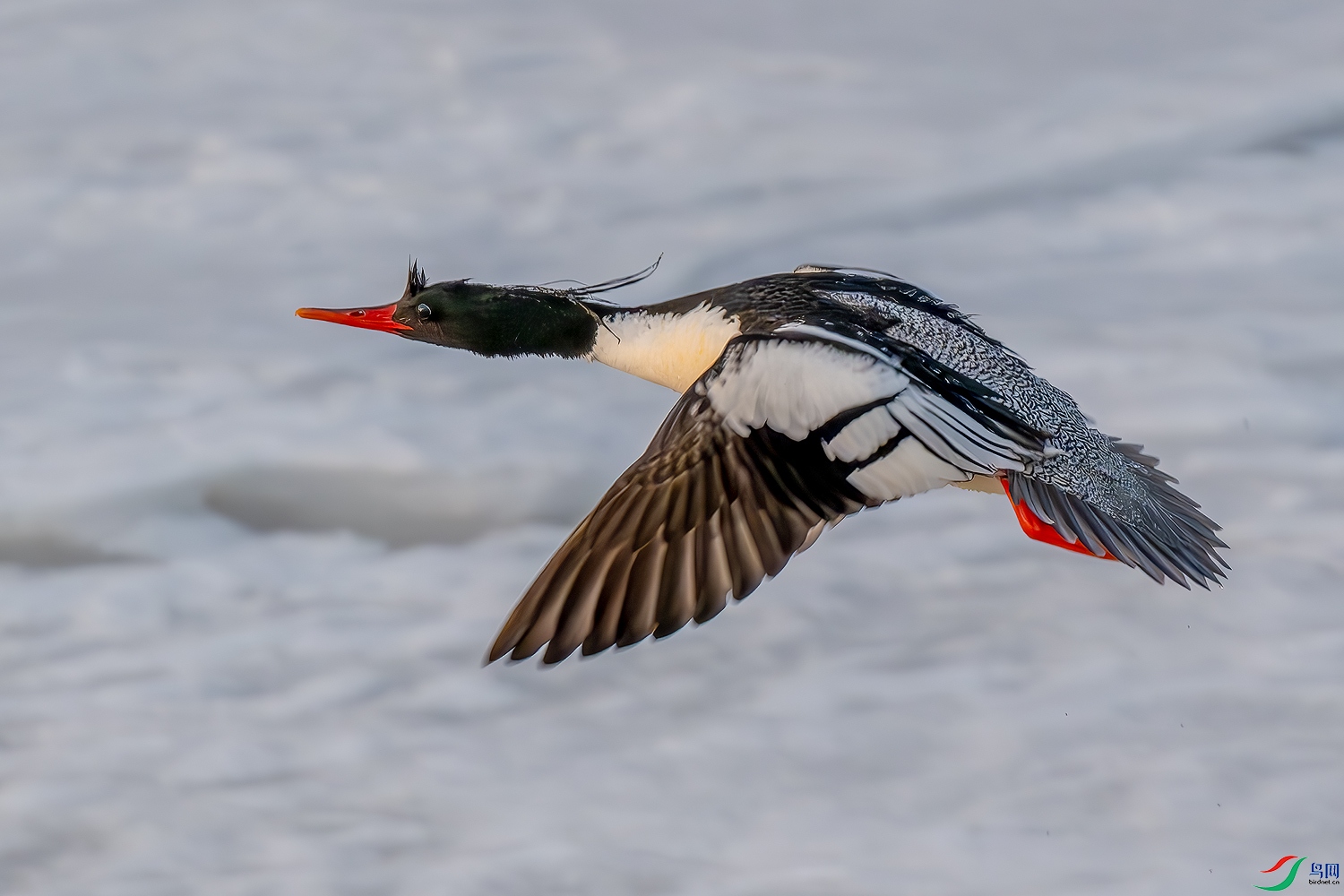 _DSC7952-����ǿ-NR-����.jpg