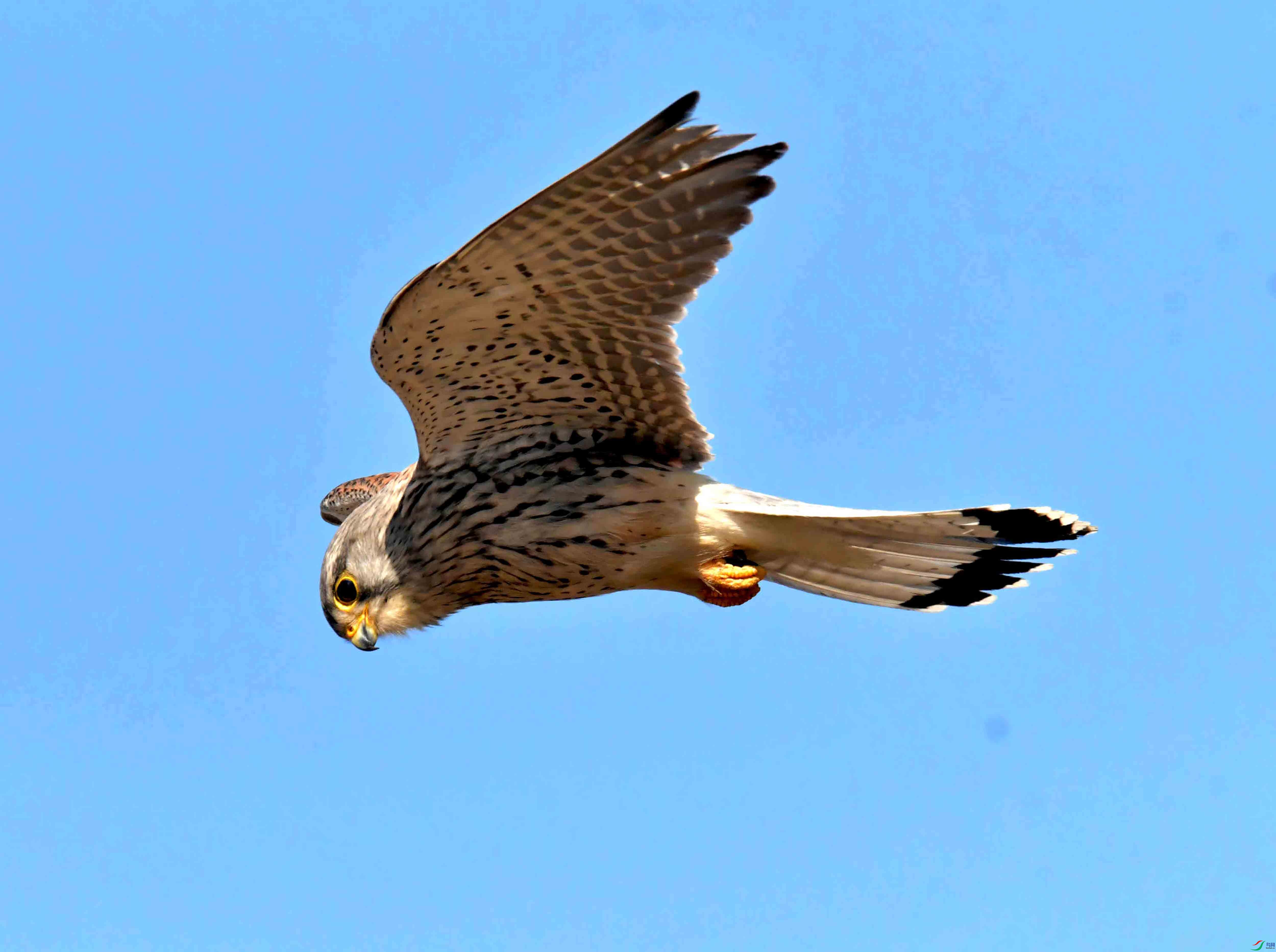 DSC_2813.JPG