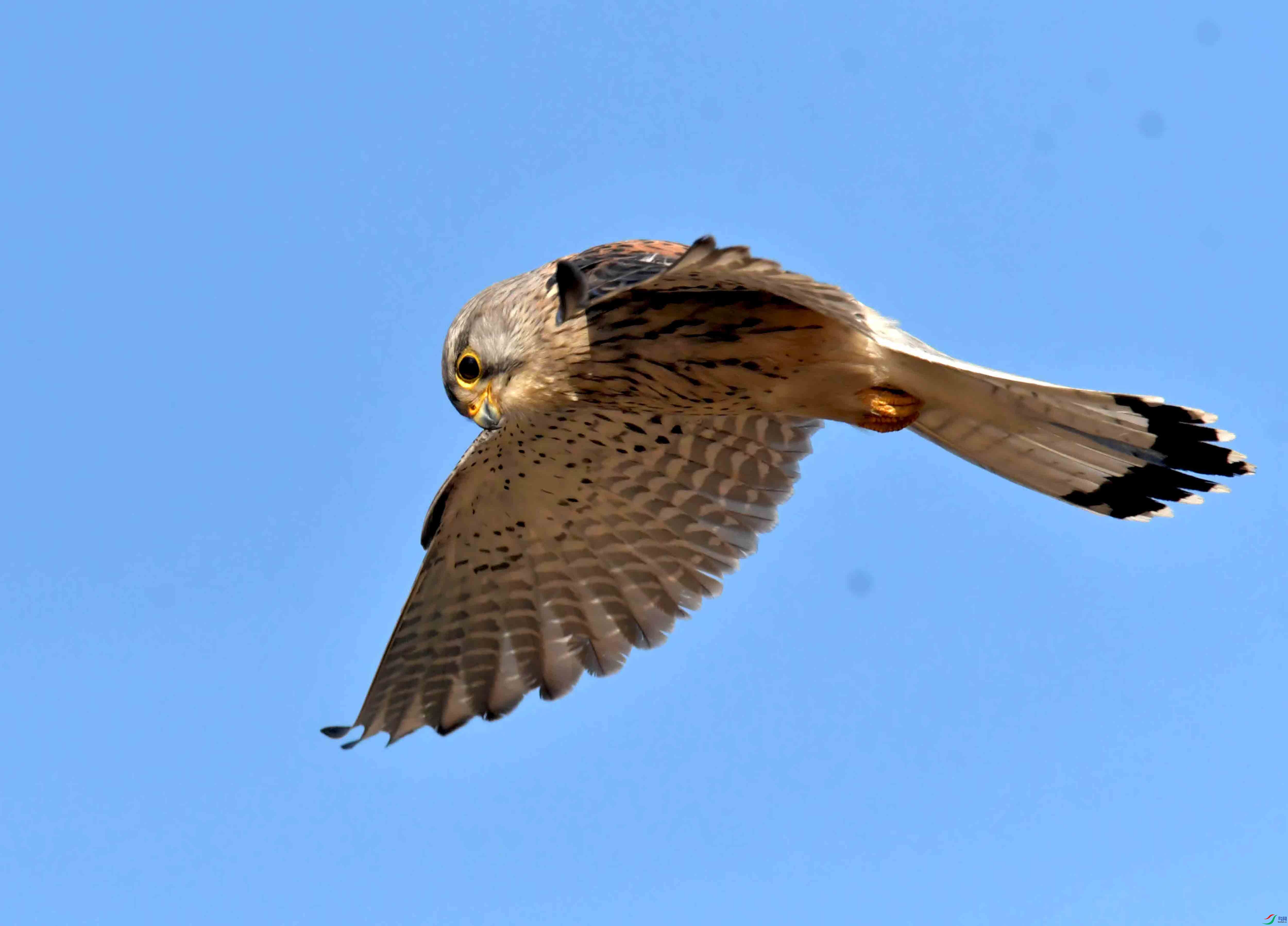 DSC_2823.JPG