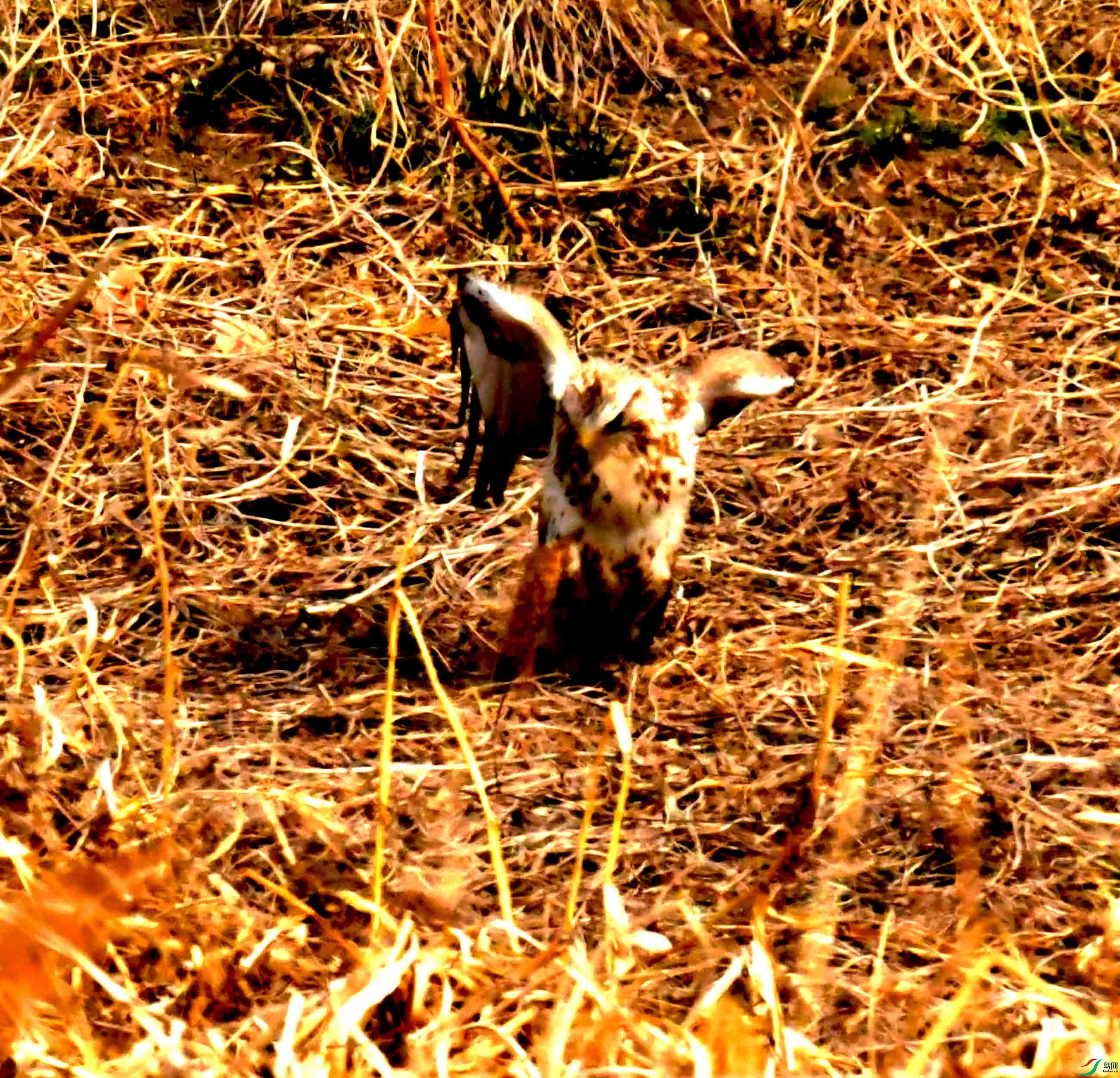 DSC_2231.JPG