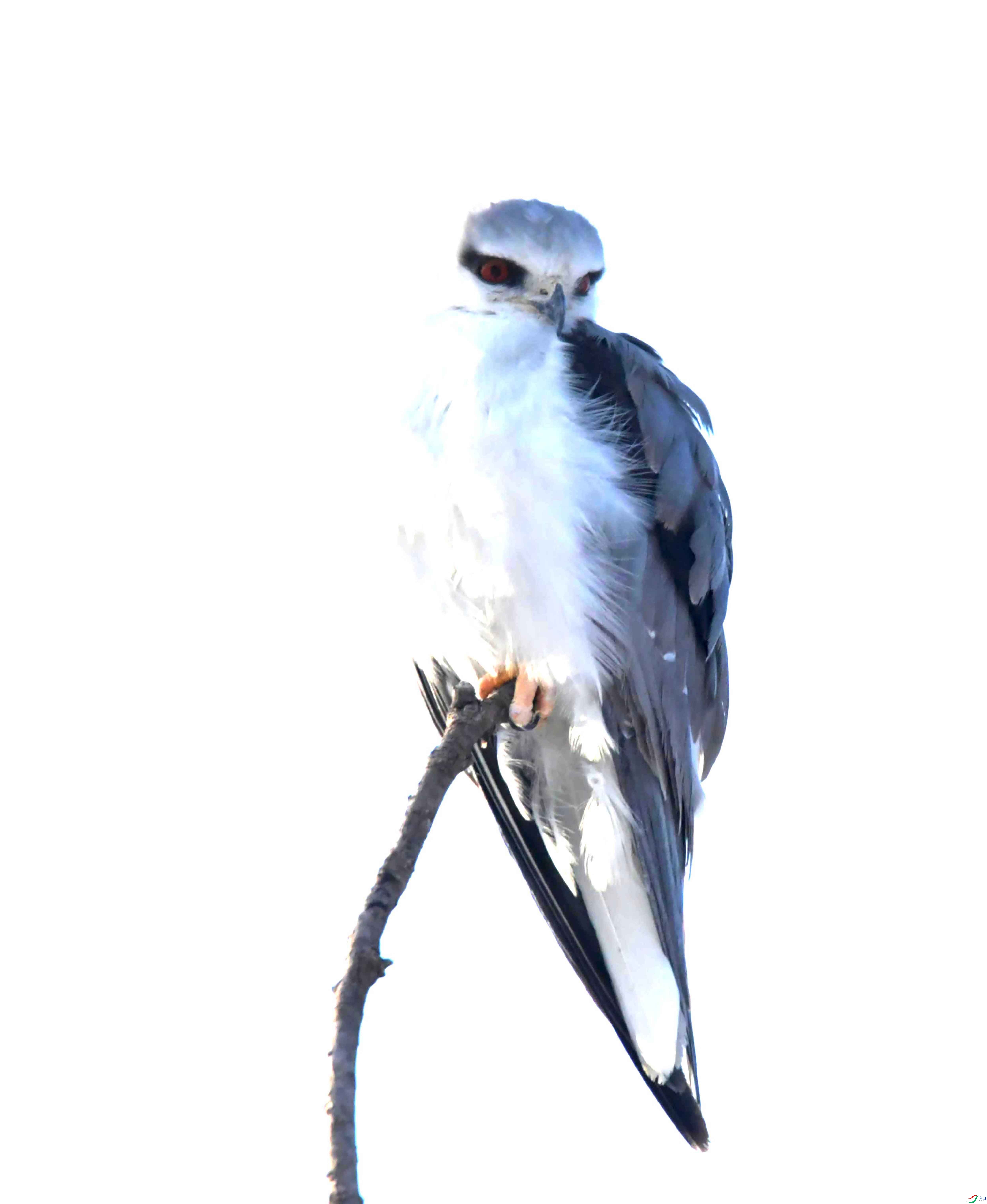 DSC_1977.JPG