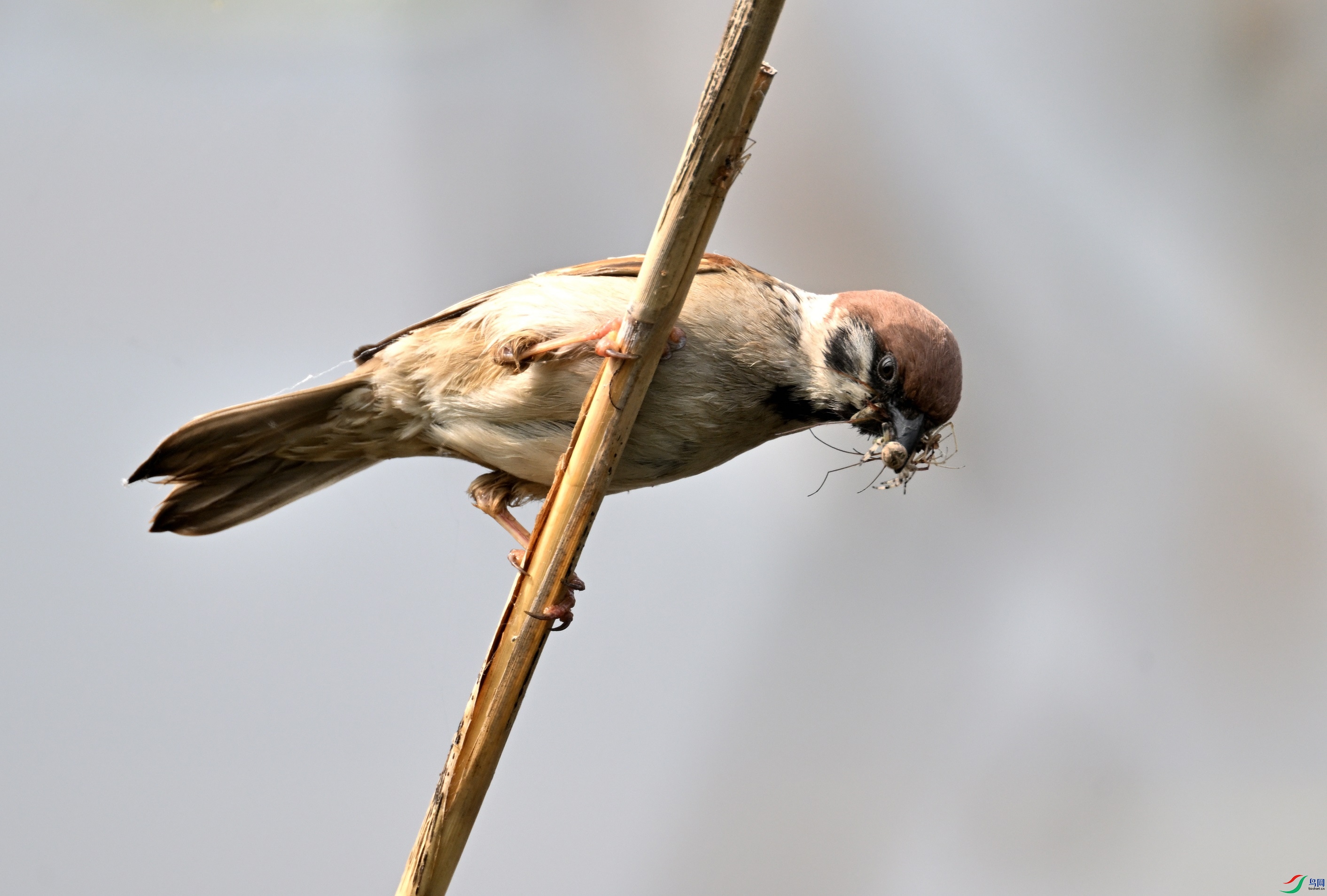 DSC_0998.JPG