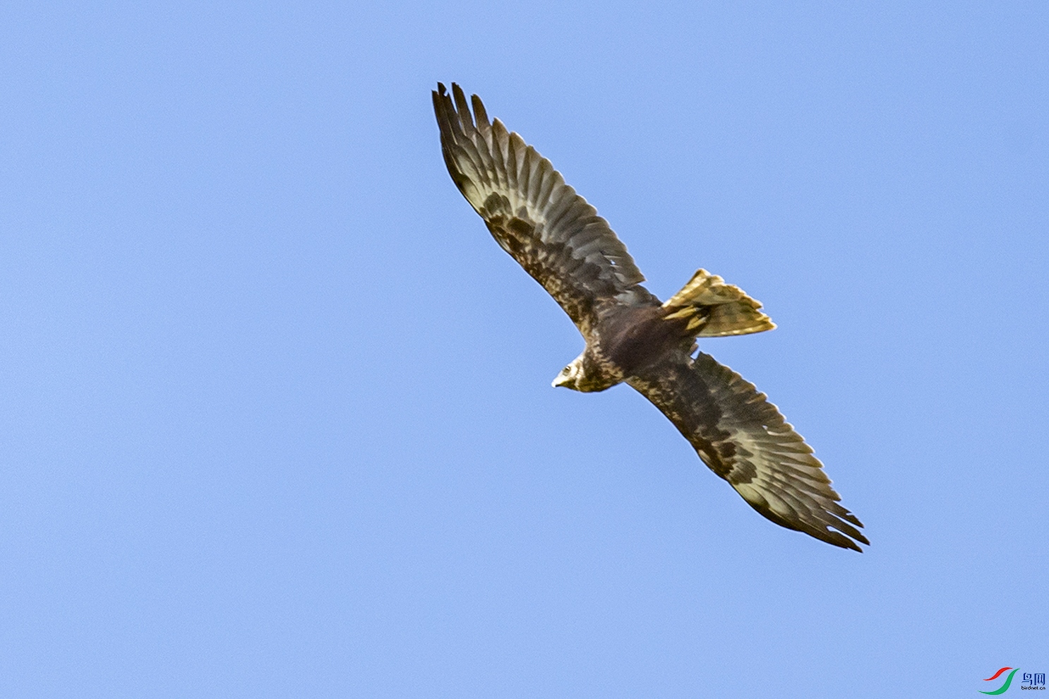 DSC_9774.jpg