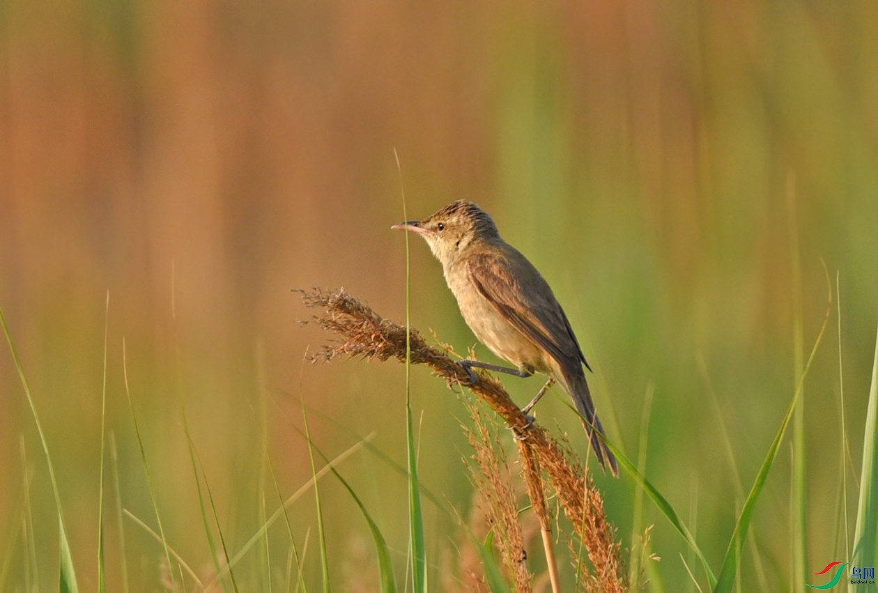 DSC_0830.jpg