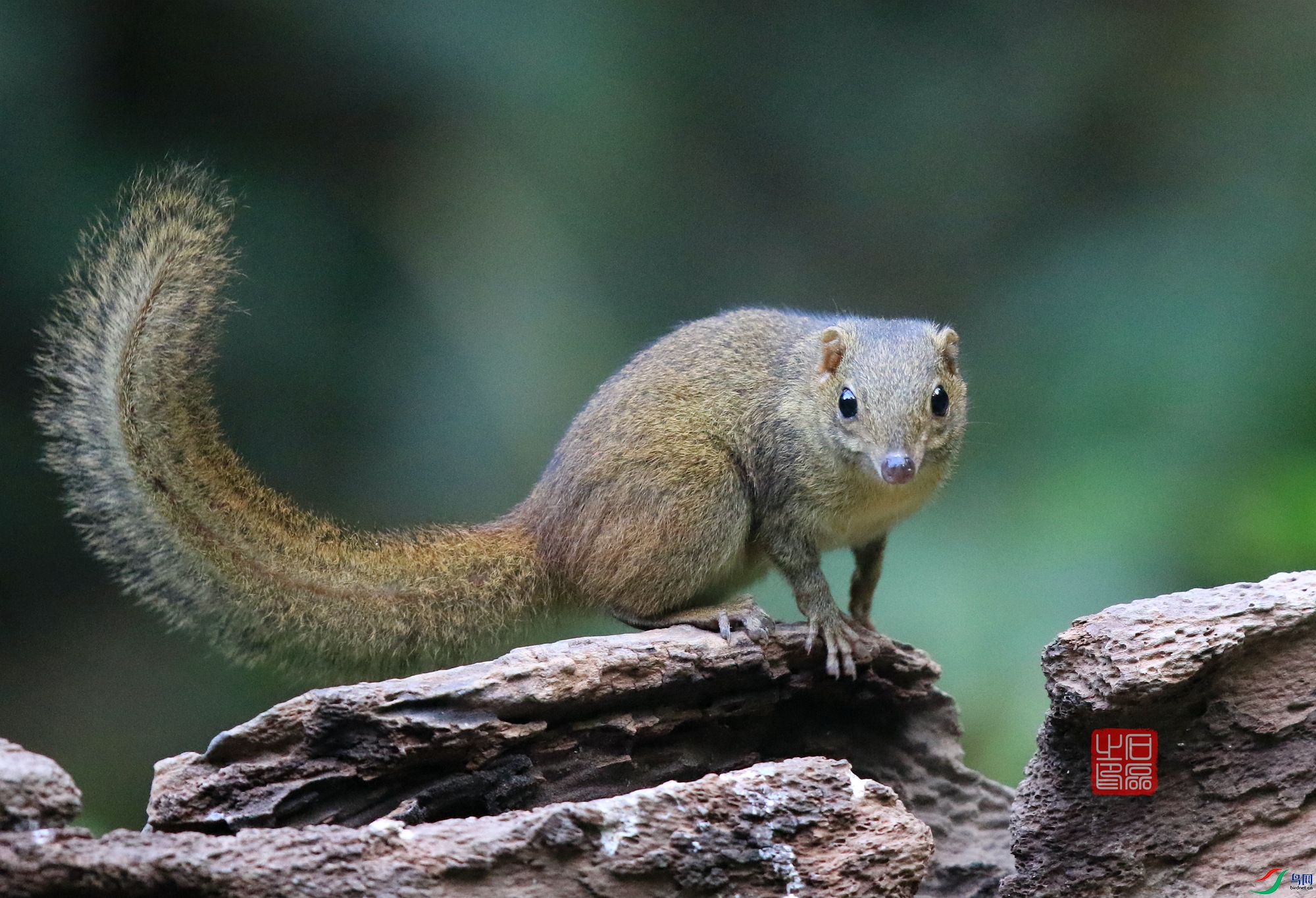 �ɰ��Ĵ�β��