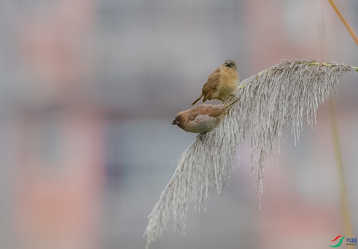 DSC_4002.JPG