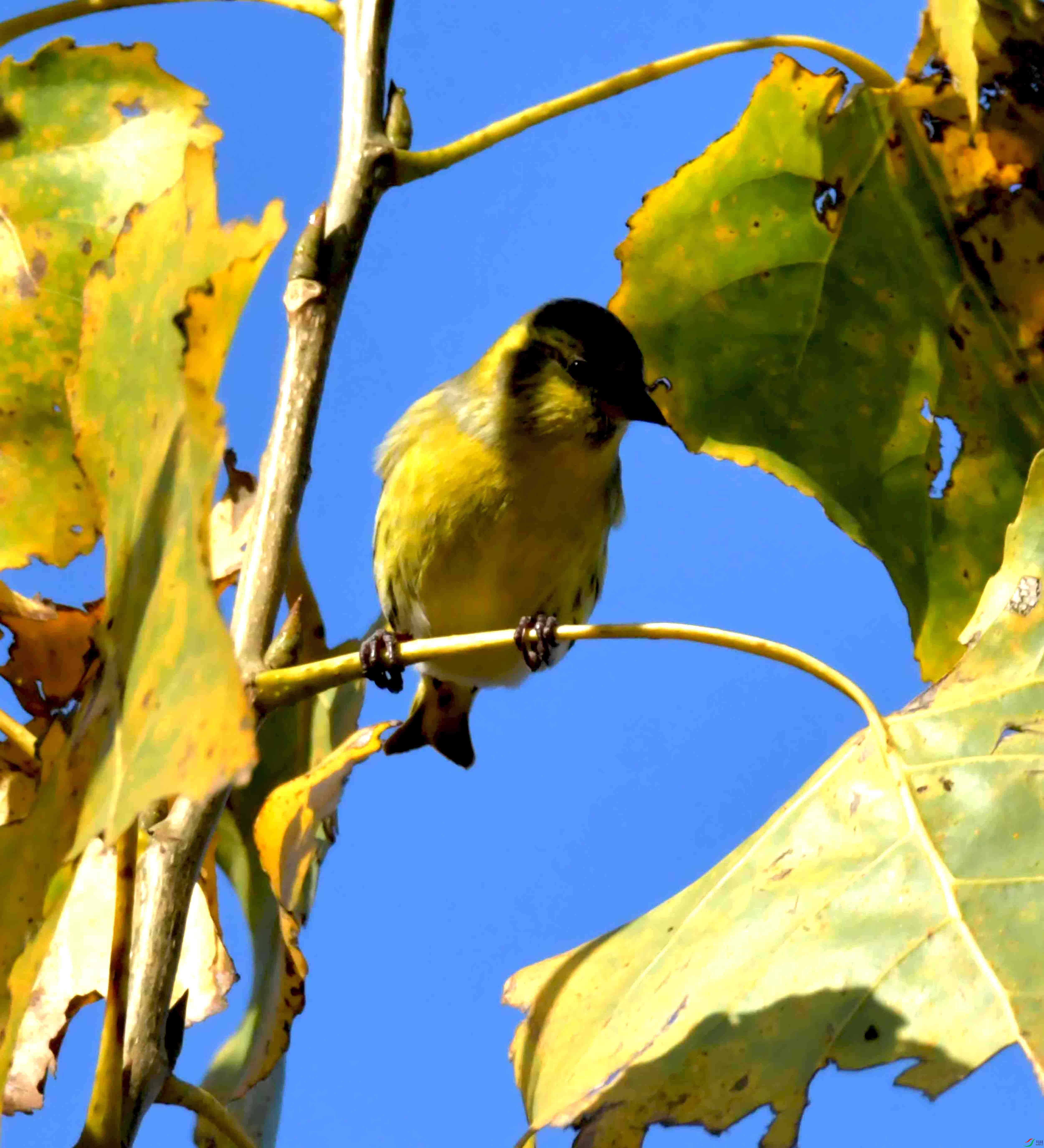 DSC_6077.JPG