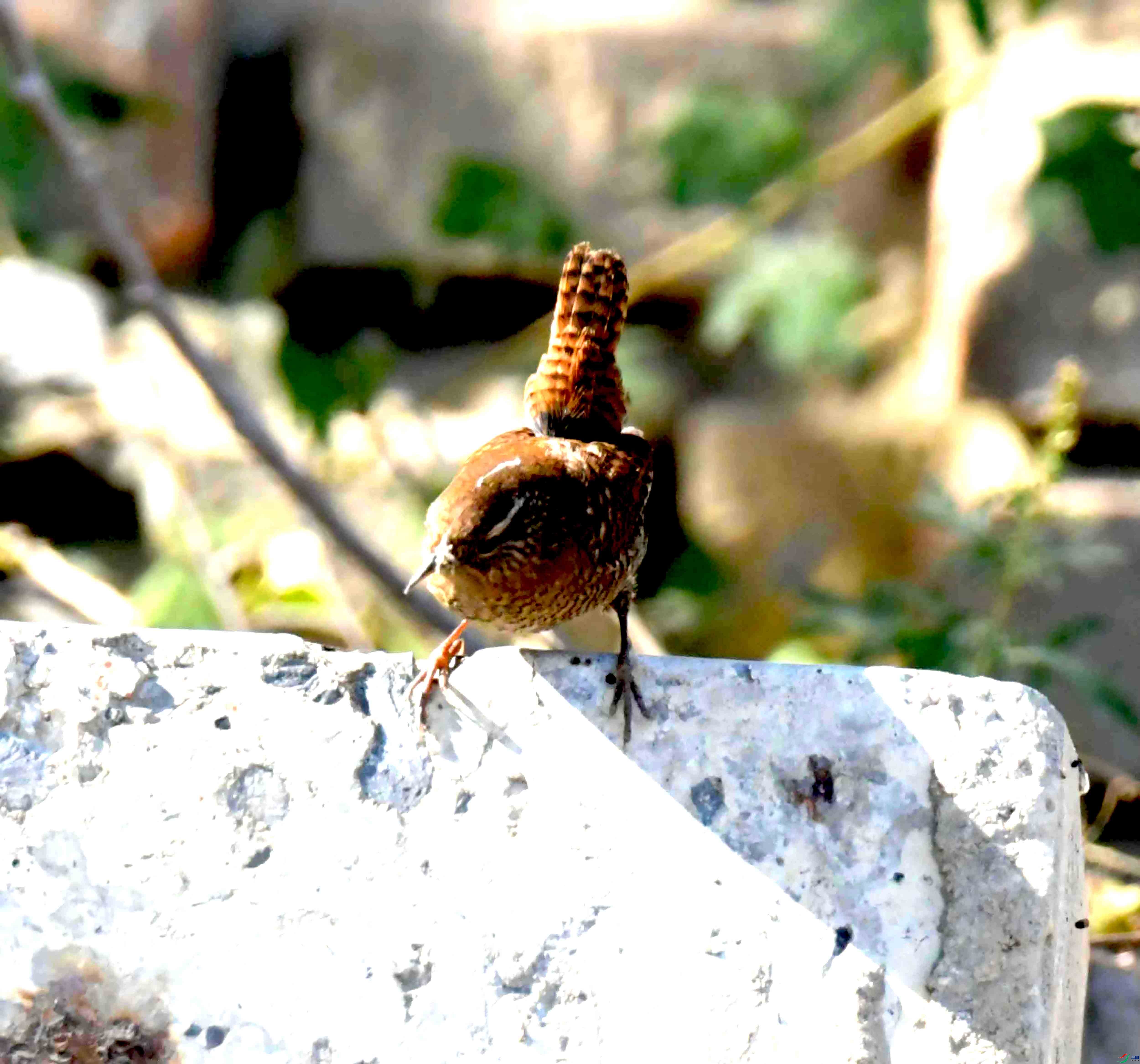 DSC_9470.JPG