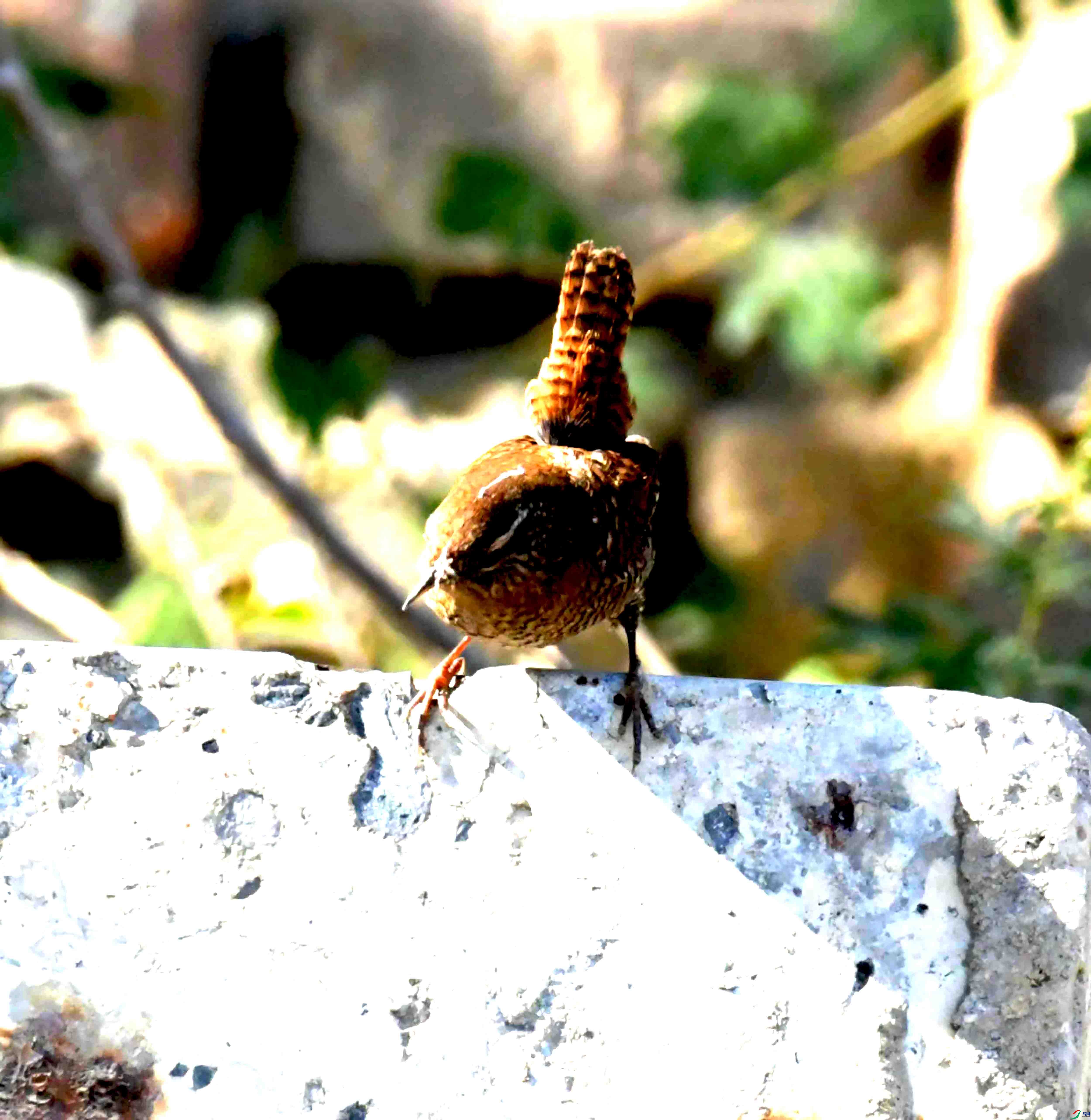 DSC_9469.JPG
