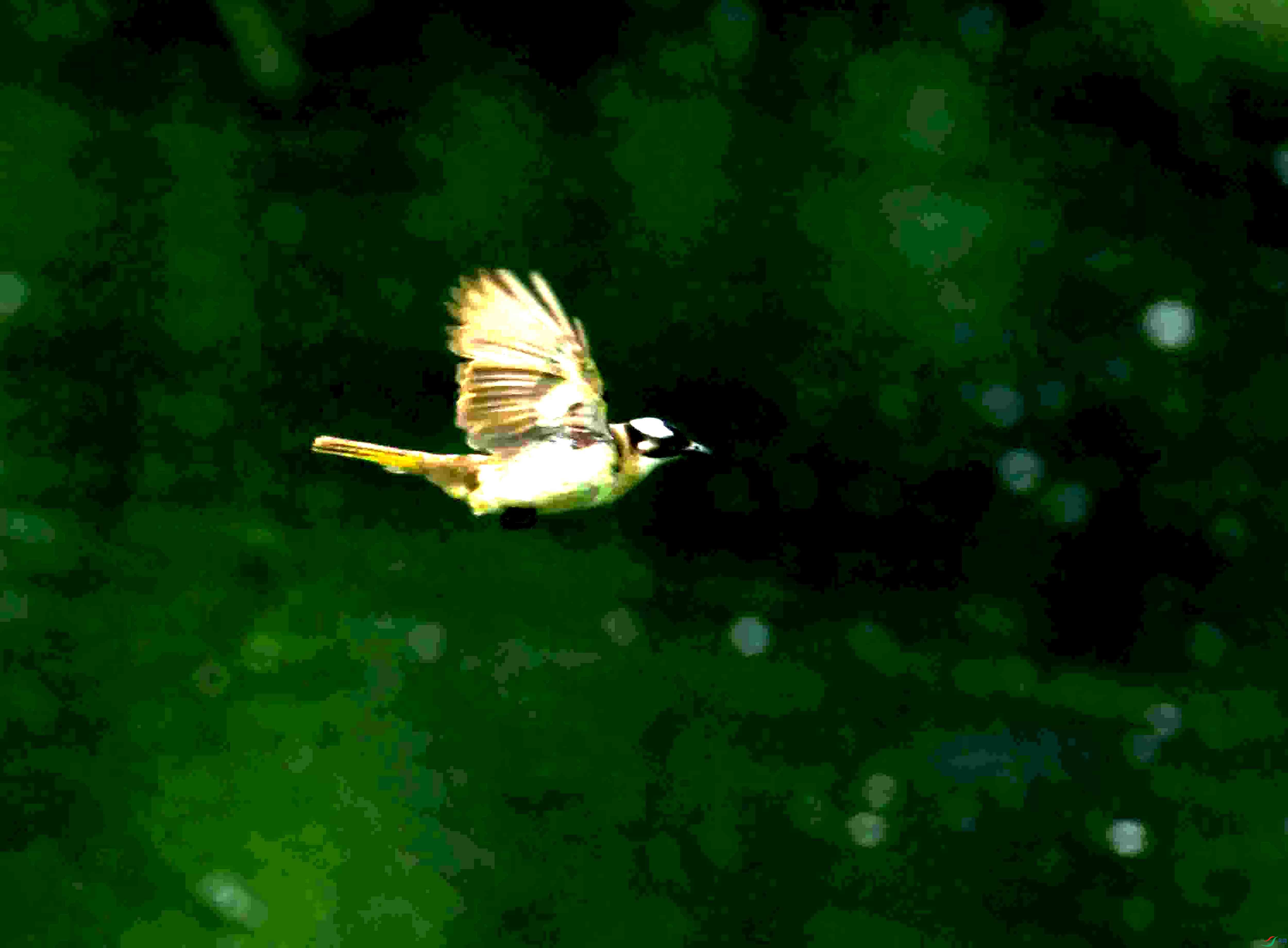 DSC_0081.JPG