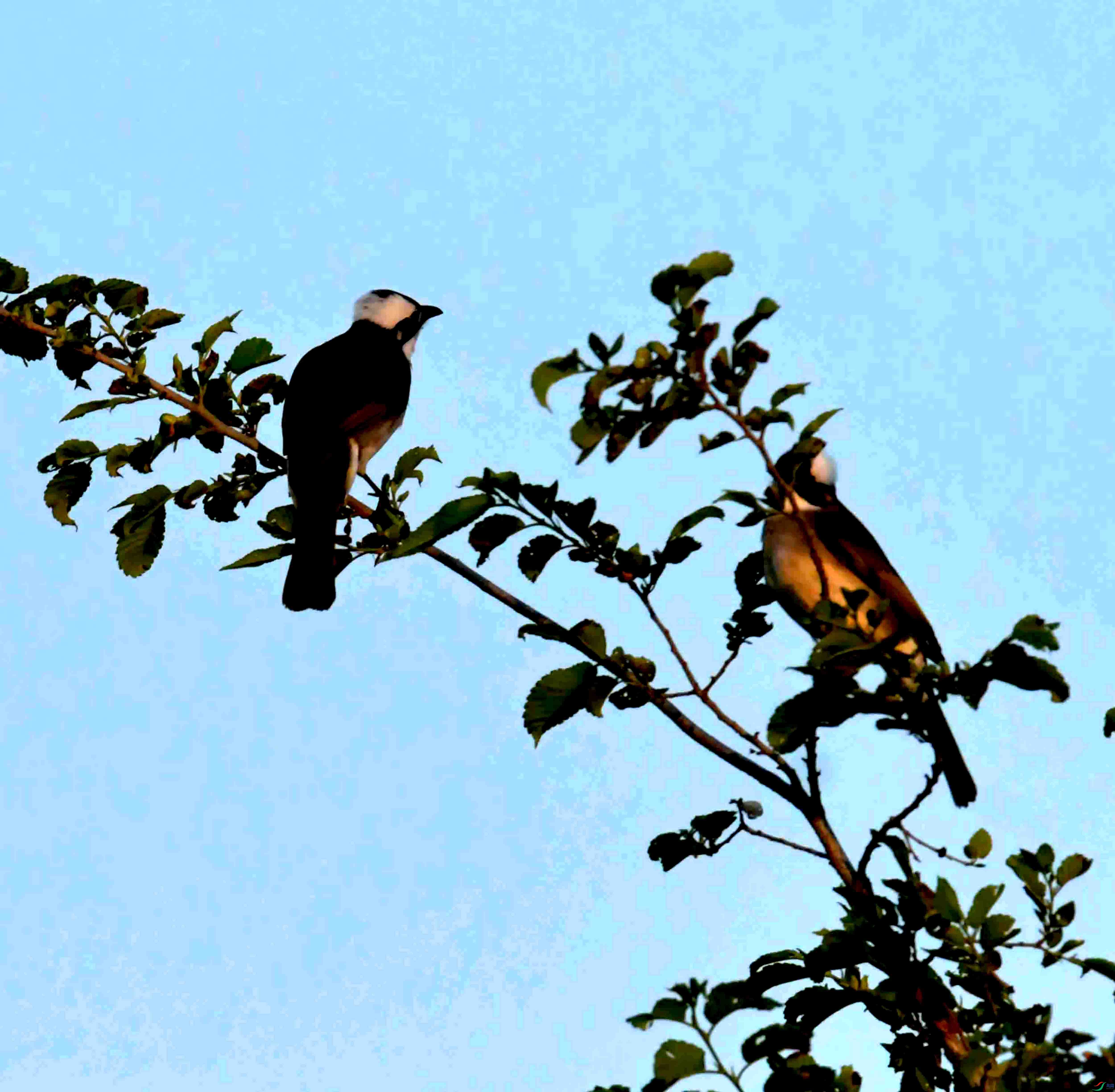 DSC_2241.JPG