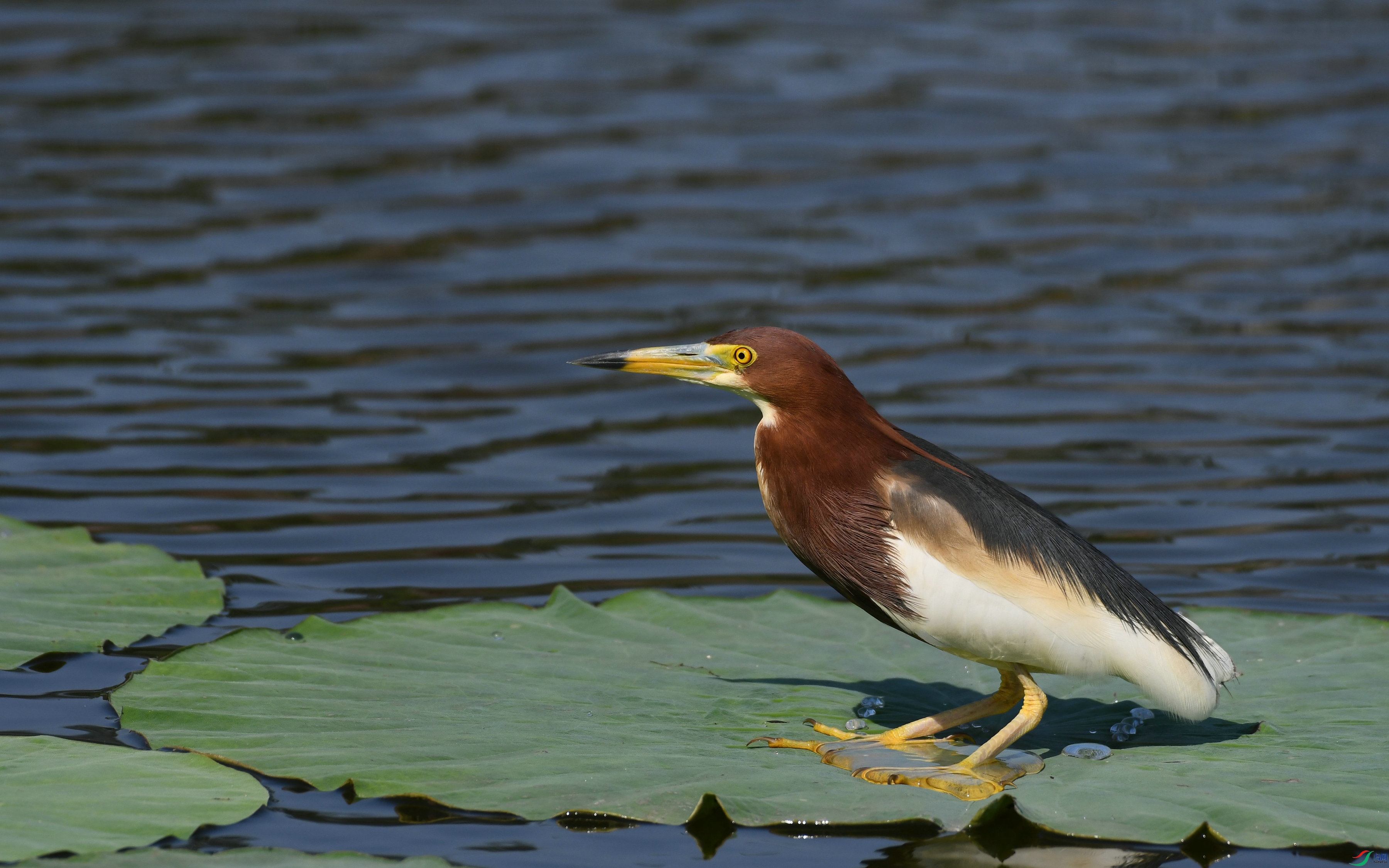 DSC_2127.JPG
