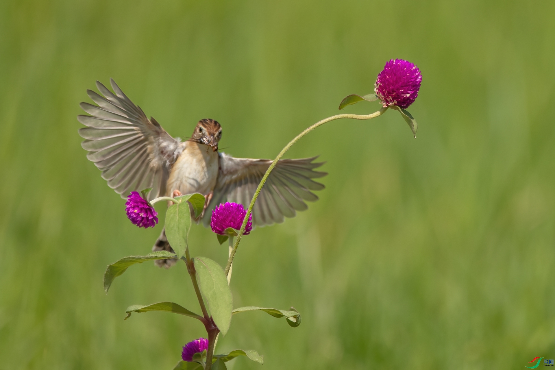 B86I4933 _����.jpg