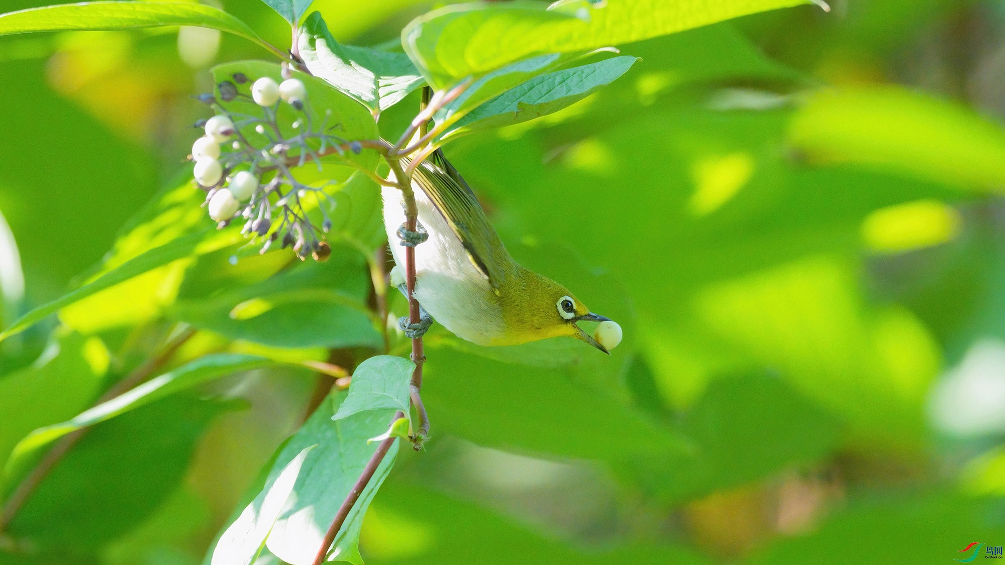 DSC05526-DeNoiseAI-standard ����.jpg